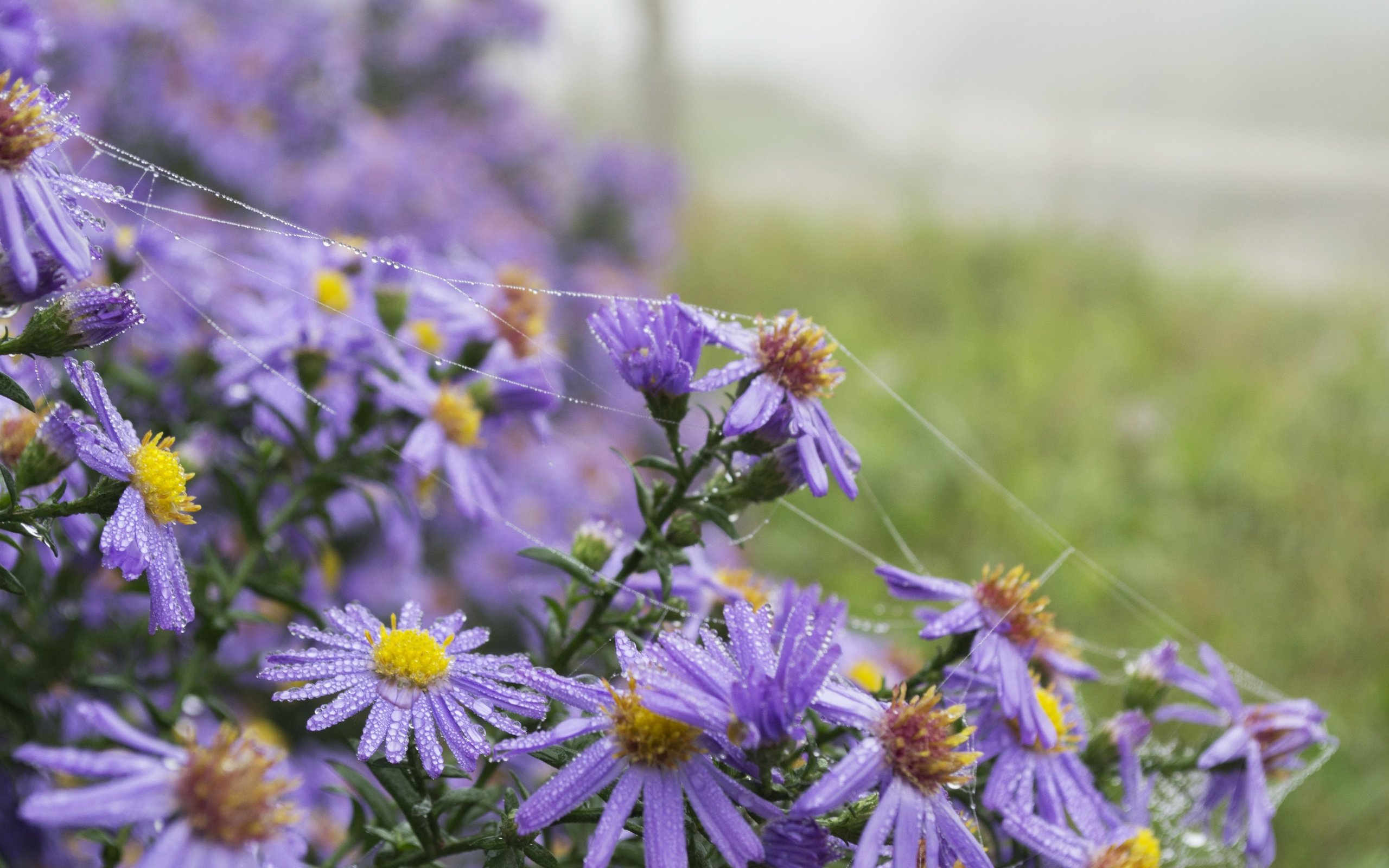 Обои цветы, лето, ромашки, фиолетовые, flowers, summer, chamomile, purple разрешение 4608x3072 Загрузить