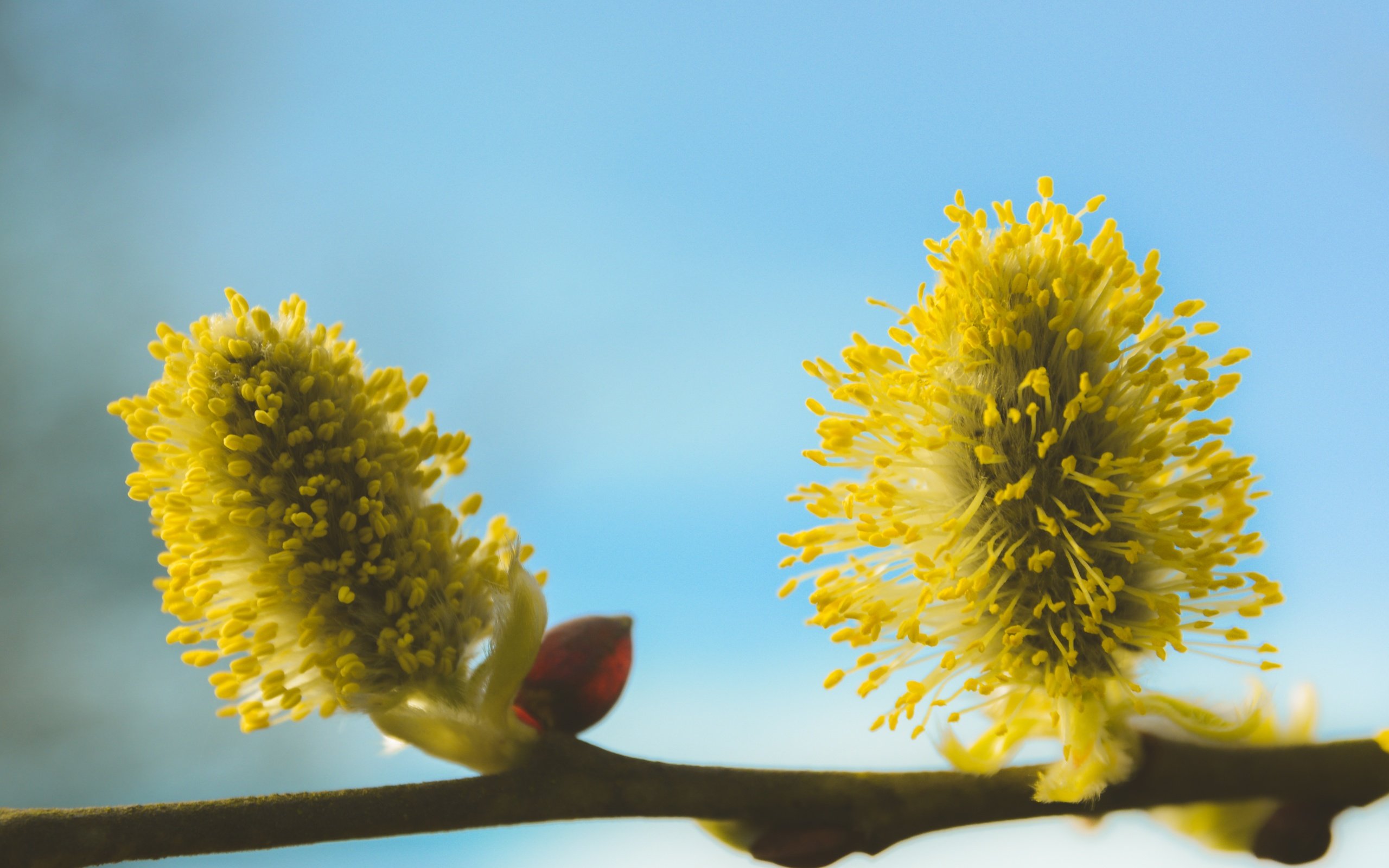 Обои ветка, дерево, макро, фон, весна, ива, верба, branch, tree, macro, background, spring, iva, verba разрешение 5066x3377 Загрузить