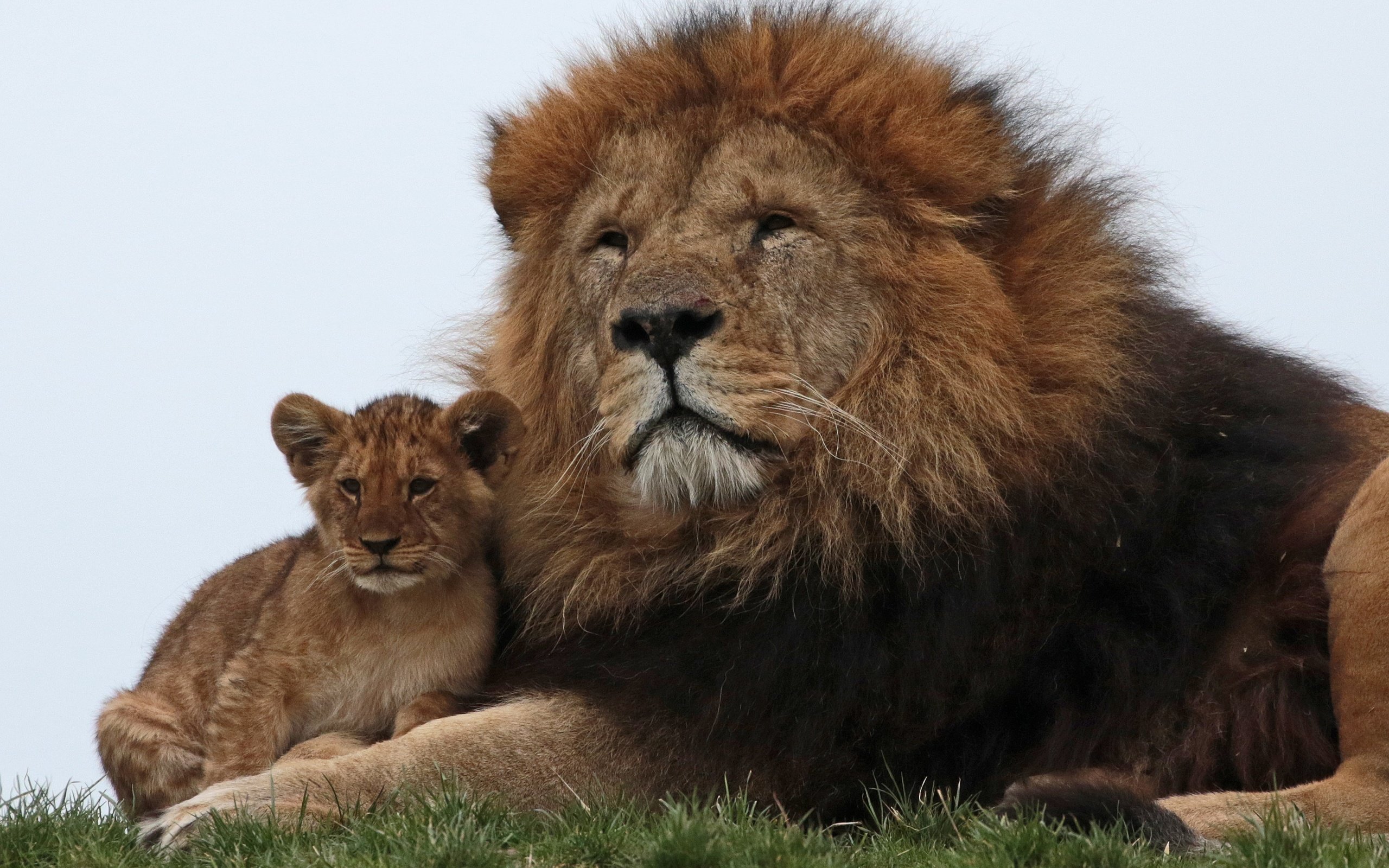 Обои львы, семья, лев, львёнок, lions, family, leo, lion разрешение 3152x2144 Загрузить