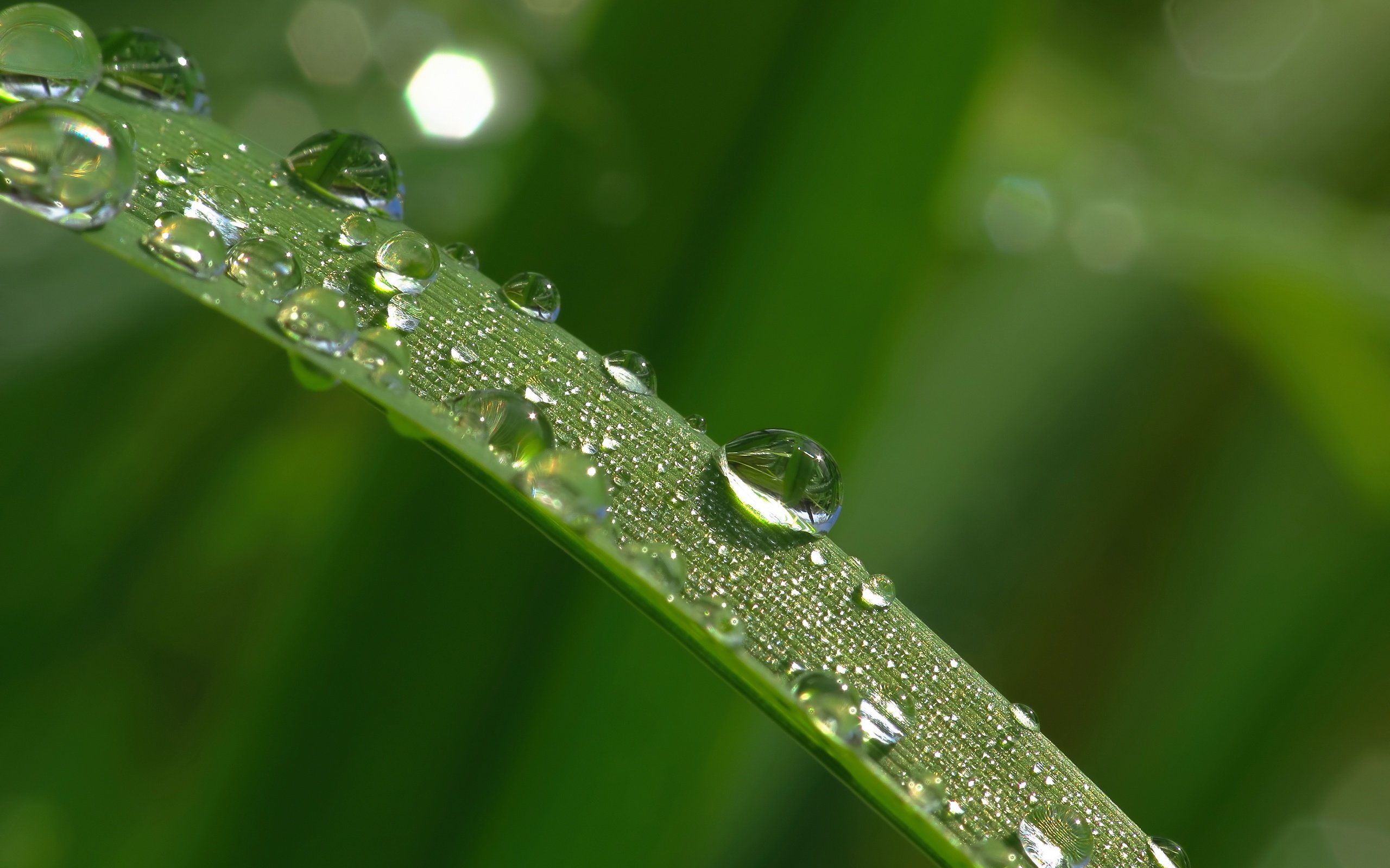 Обои трава, макро, утро, роса, капли, травинка,  листья, грин, grass, macro, morning, rosa, drops, a blade of grass, leaves, green разрешение 4000x3000 Загрузить