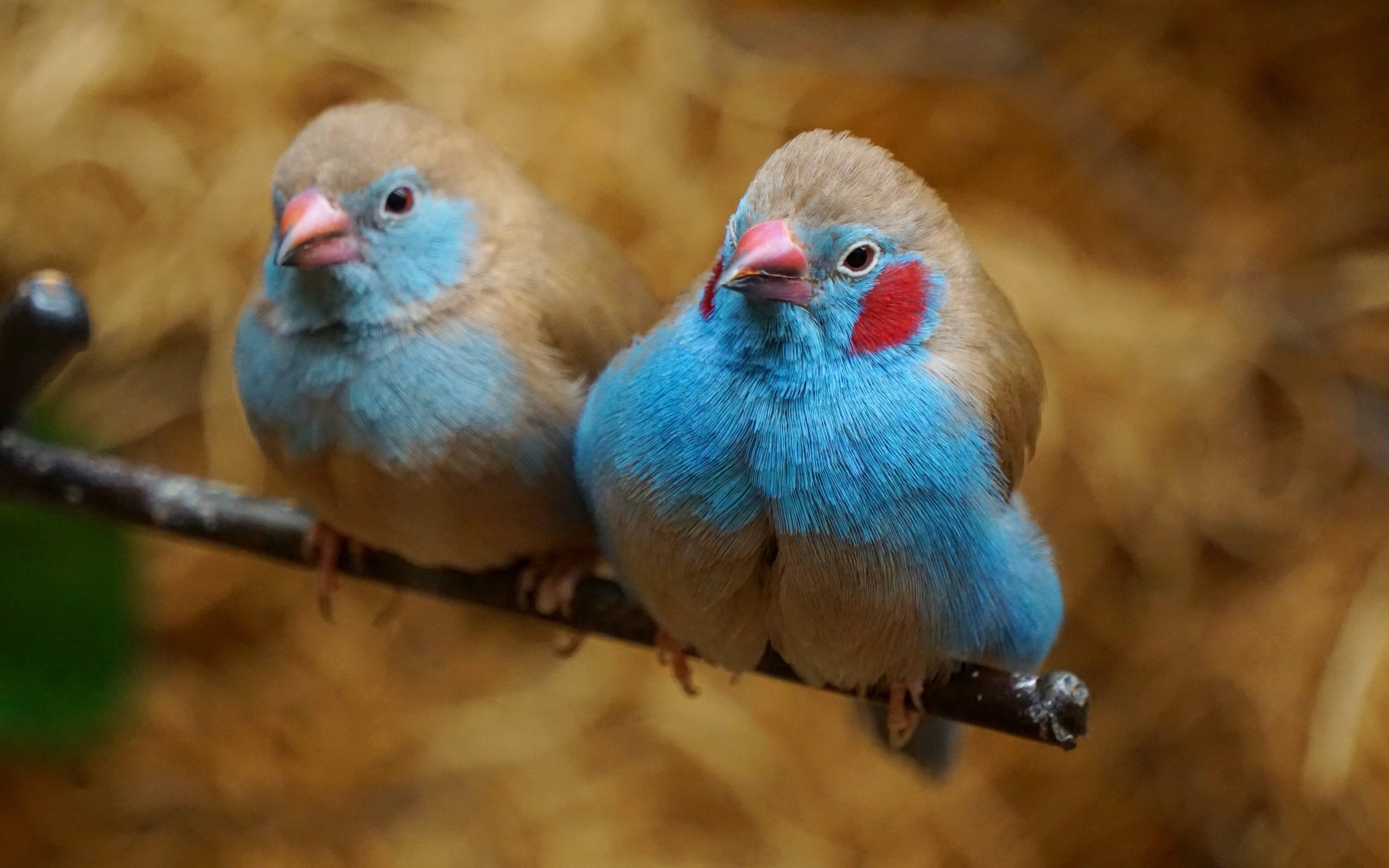 Обои ветка, птицы, парочка, пара, красноухий астрильд, астрильд, branch, birds, a couple, pair, cat astrild, astrild разрешение 6000x4000 Загрузить