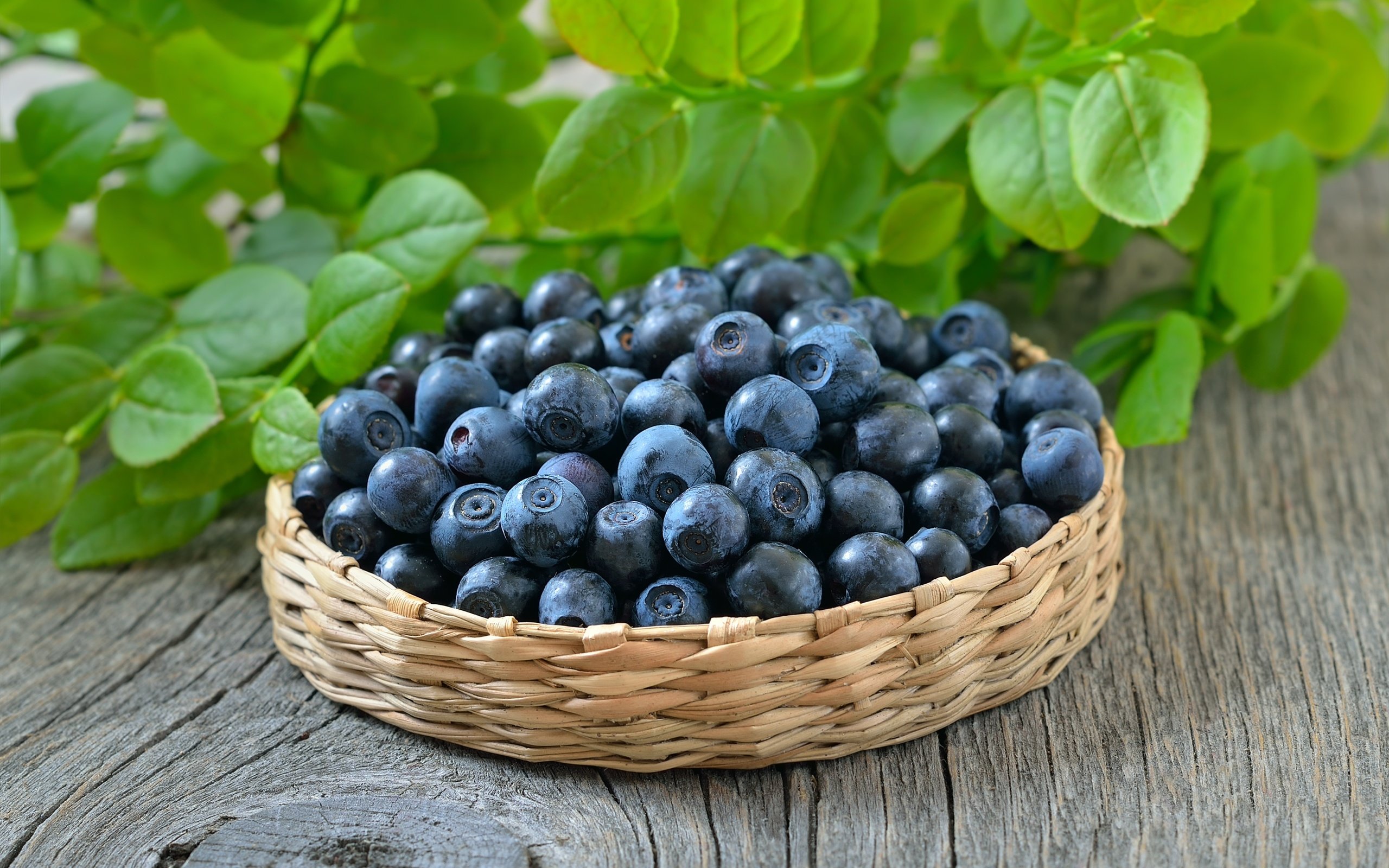 Обои ягоды, черника, корзинка, черничный, berries, blueberries, basket, blueberry разрешение 3800x2625 Загрузить