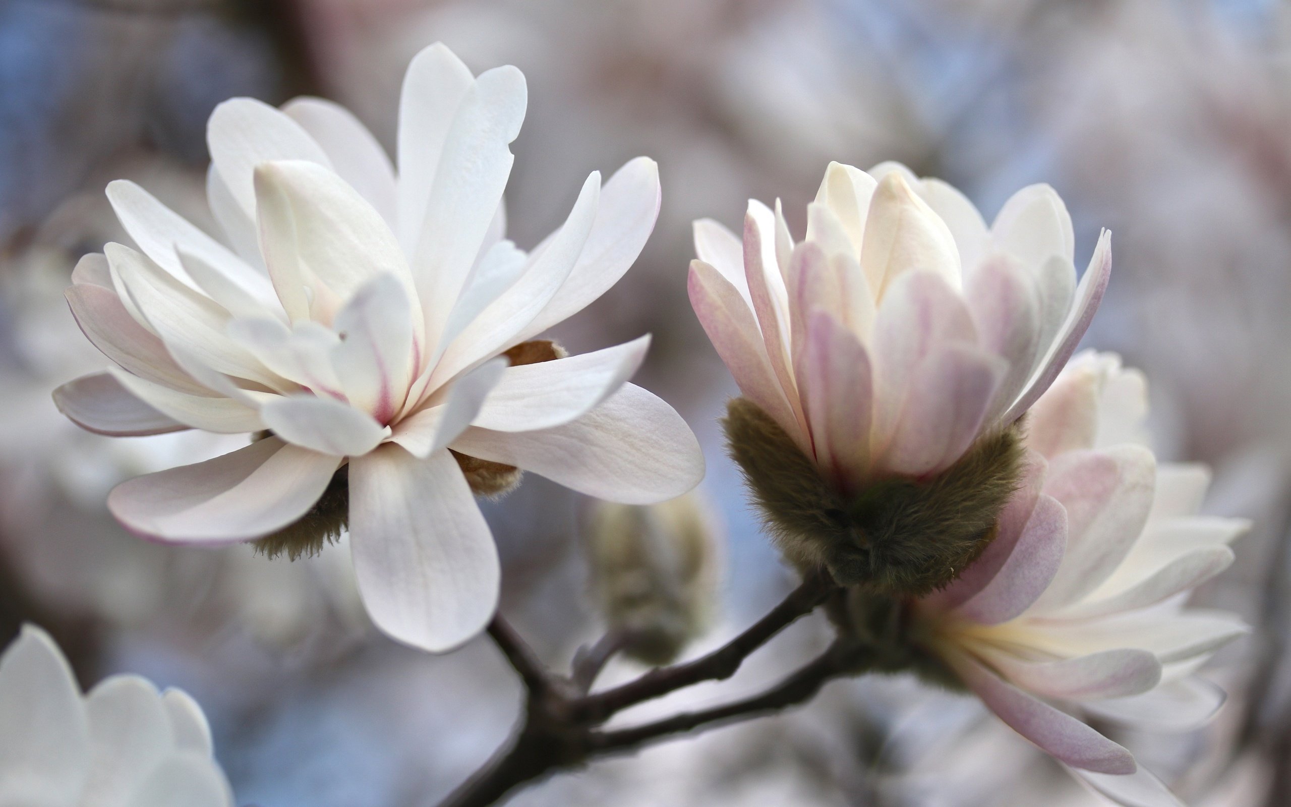 Обои дерево, цветение, весна, магнолия, tree, flowering, spring, magnolia разрешение 3000x2000 Загрузить