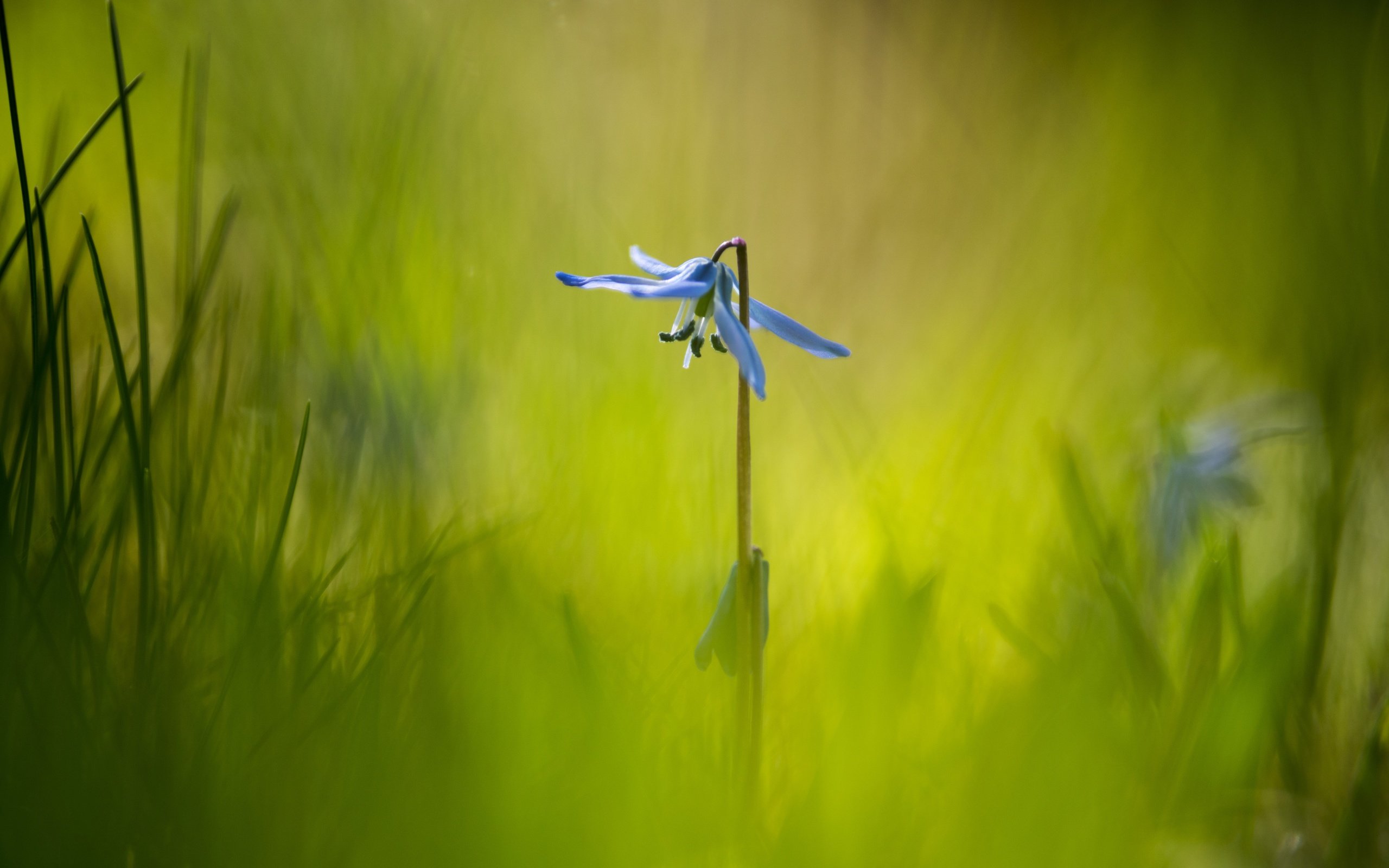 Обои трава, макро, фон, цветок, grass, macro, background, flower разрешение 6016x4016 Загрузить