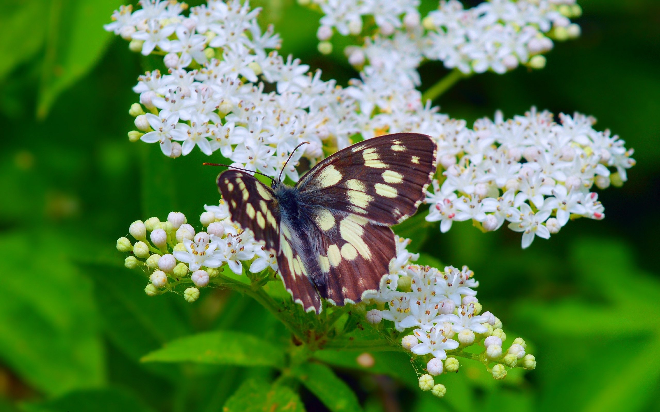 Обои цветение, макро, насекомое, бабочка, весна, весенние, flowering, macro, insect, butterfly, spring разрешение 3000x1874 Загрузить