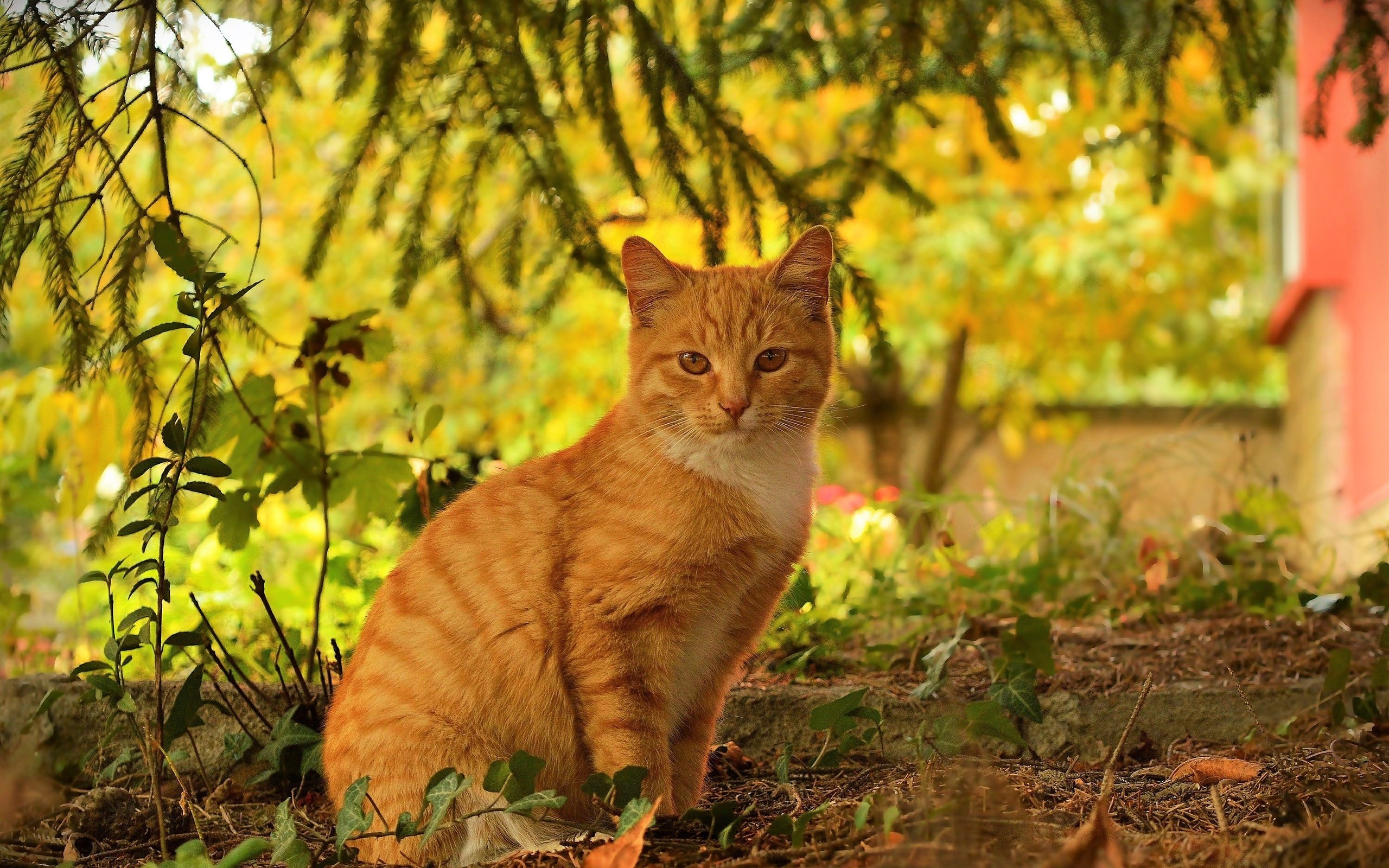 Обои кот, кошка, осень, рыжий, осен, cat, autumn, red разрешение 3000x1959 Загрузить