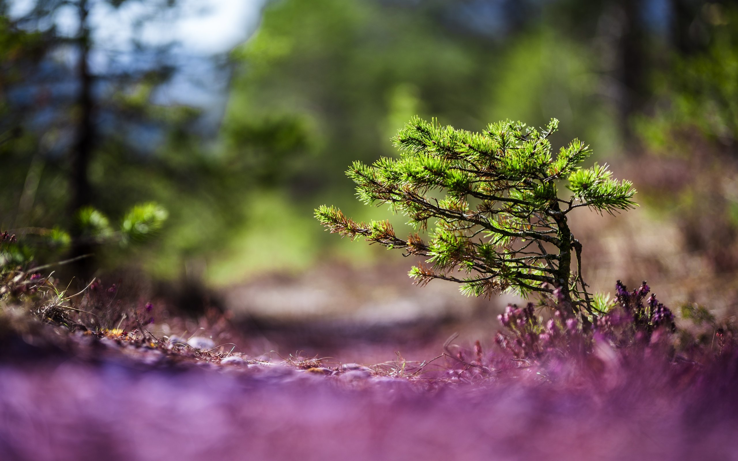 Обои природа, хвоя, макро, фон, деревце, nature, needles, macro, background, tree разрешение 6016x4016 Загрузить