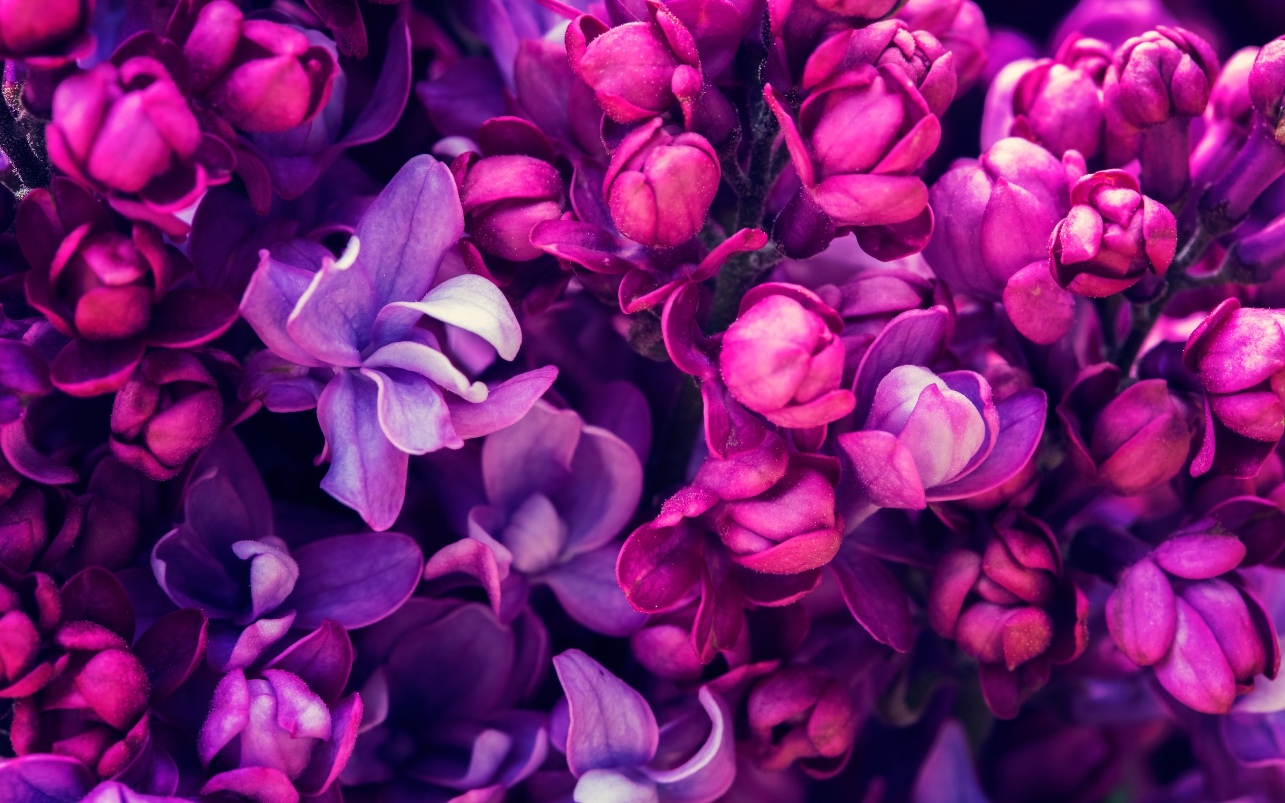 Обои цветение, весна, сирень, сиреневая,  цветы, blossom, весенние, лиловая, flowering, spring, lilac, flowers, purple разрешение 5760x3840 Загрузить