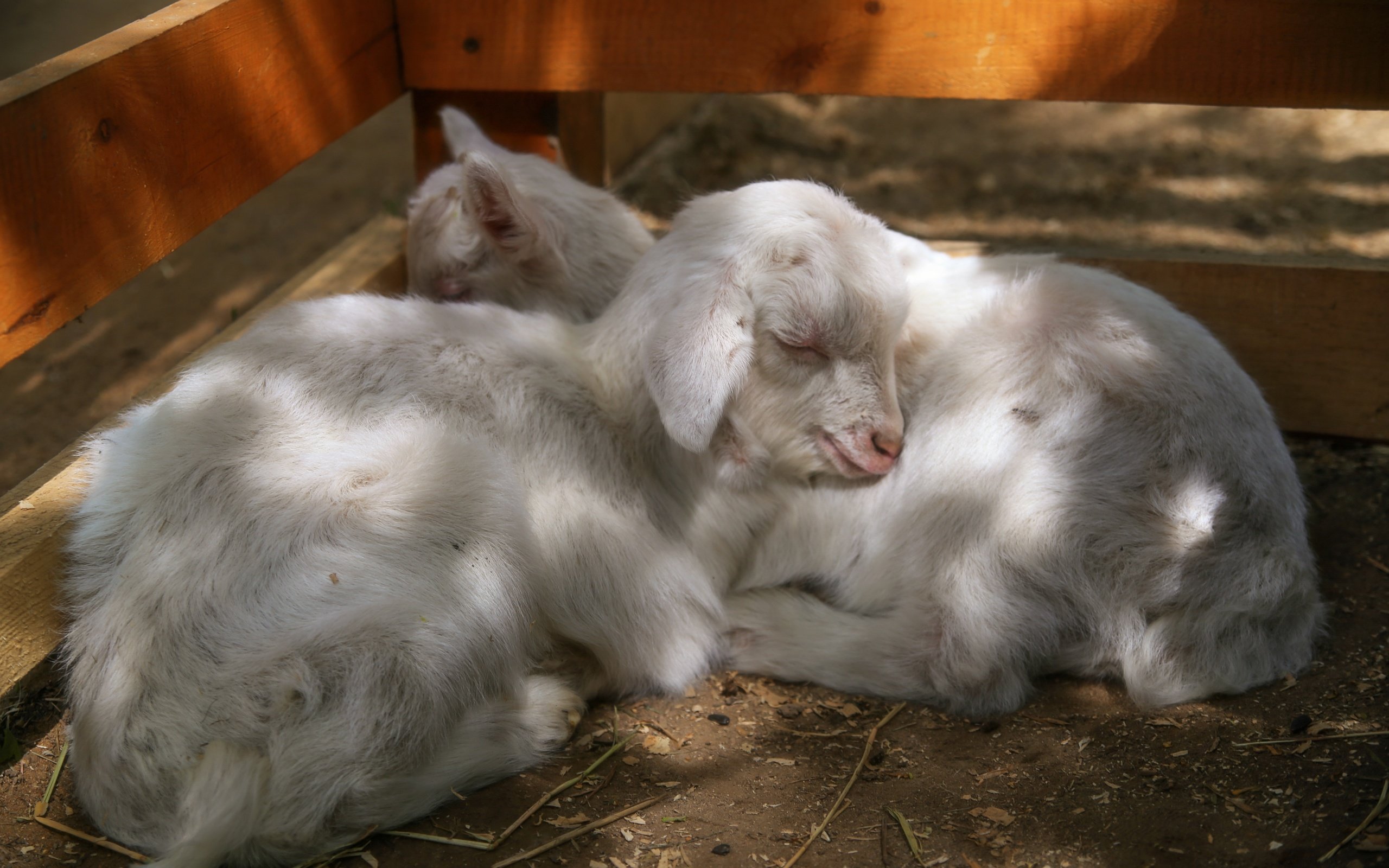 Обои сон, вдвоем, козы, ягнёнок, ягнята, козочки, sleep, together, goats, lamb, lambs, goat разрешение 5472x3648 Загрузить