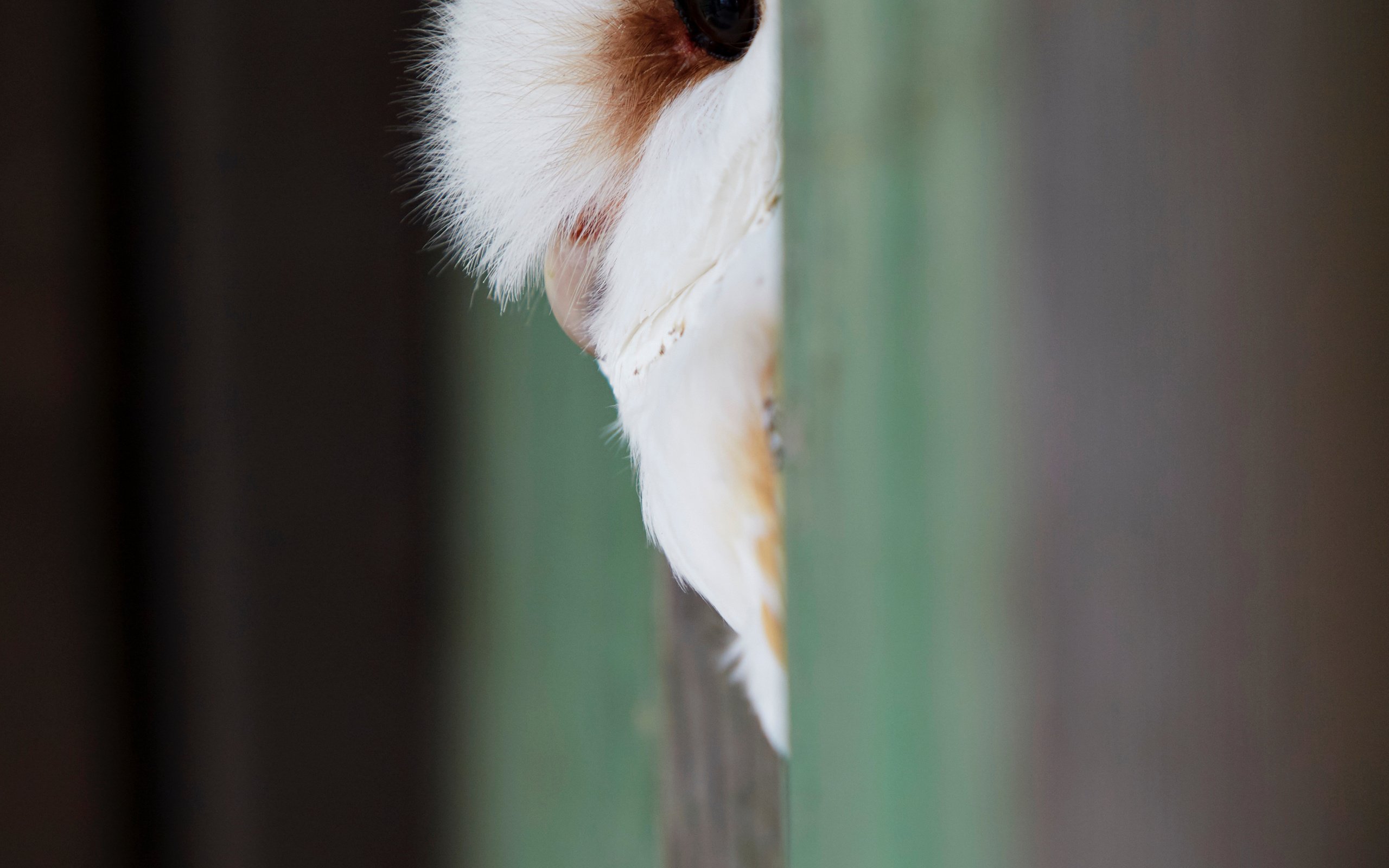 Обои сова, взгляд, птица, клюв, перья, сипуха, andy chilton, owl, look, bird, beak, feathers, the barn owl разрешение 3655x5482 Загрузить