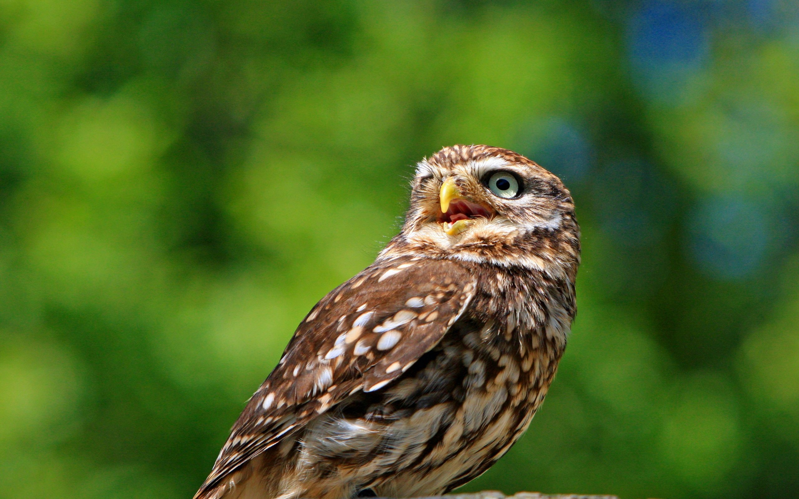 Обои сова, природа, птица, животное, оперение, домовый сыч, kaz, owl, nature, bird, animal, tail, the little owl разрешение 3083x2158 Загрузить