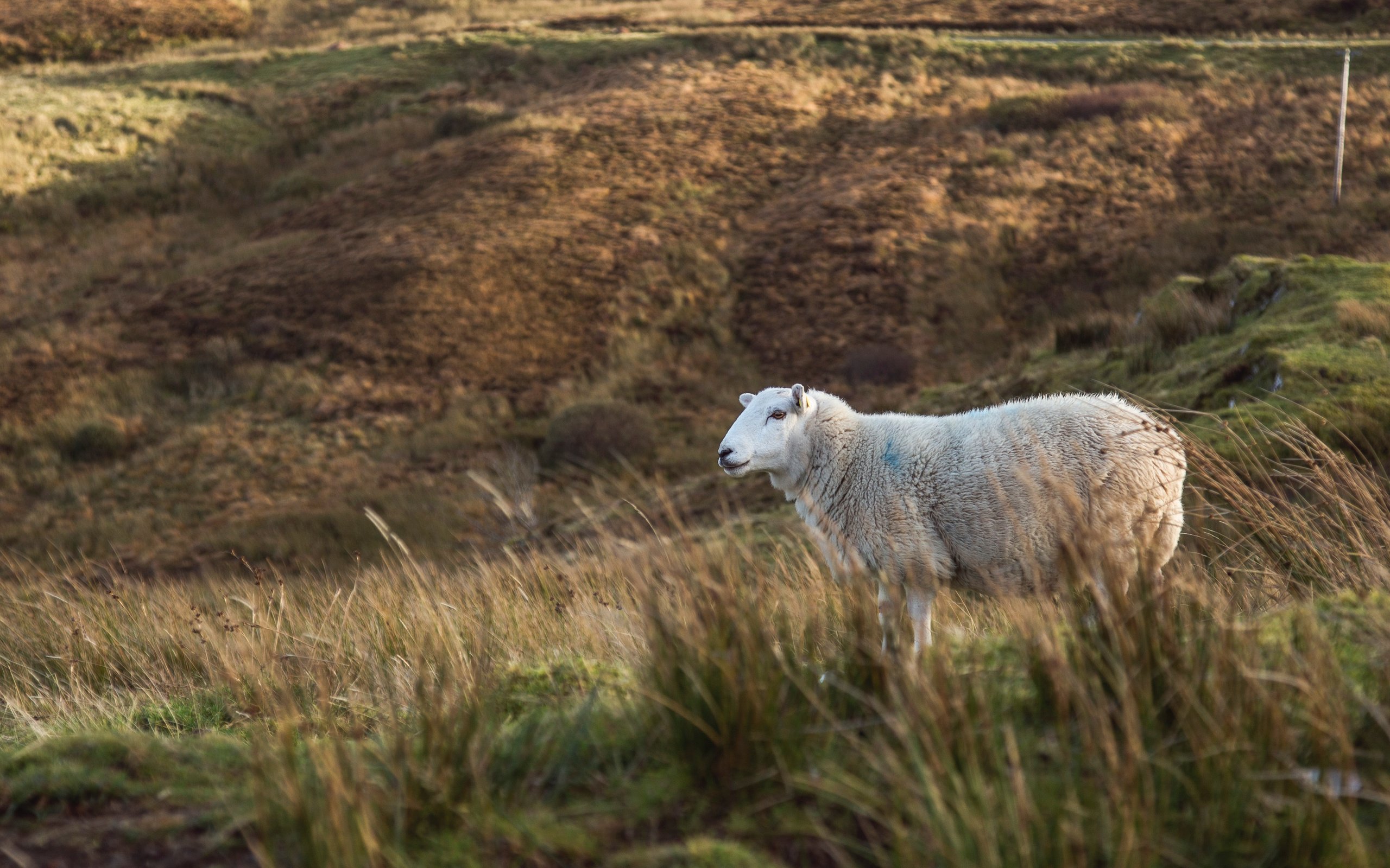 Обои трава, поле, животное, овца, milada vigerova, grass, field, animal, sheep разрешение 3790x2527 Загрузить