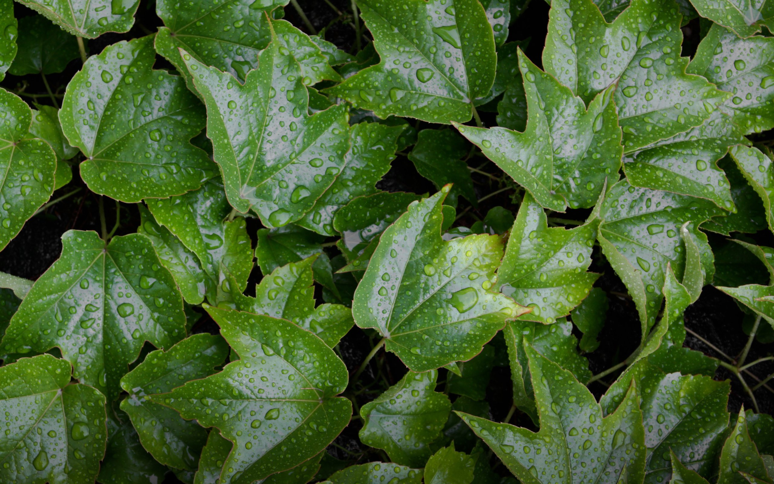 Обои вода, растения, листья, капли, зеленые, мокрые, water, plants, leaves, drops, green, wet разрешение 4752x3168 Загрузить