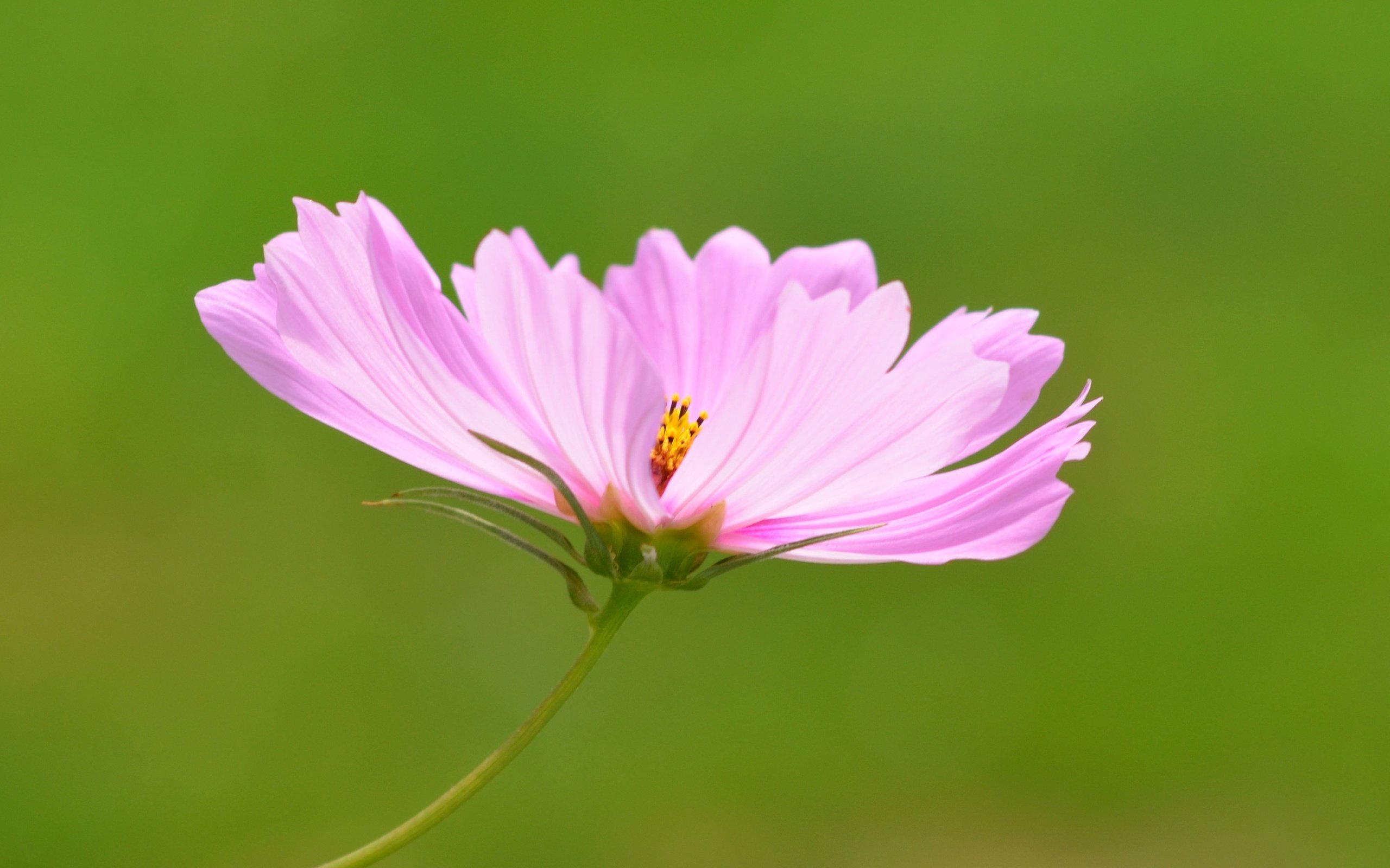 Обои цветок, розовый, боке, космея, flower, pink, bokeh, kosmeya разрешение 3202x2865 Загрузить