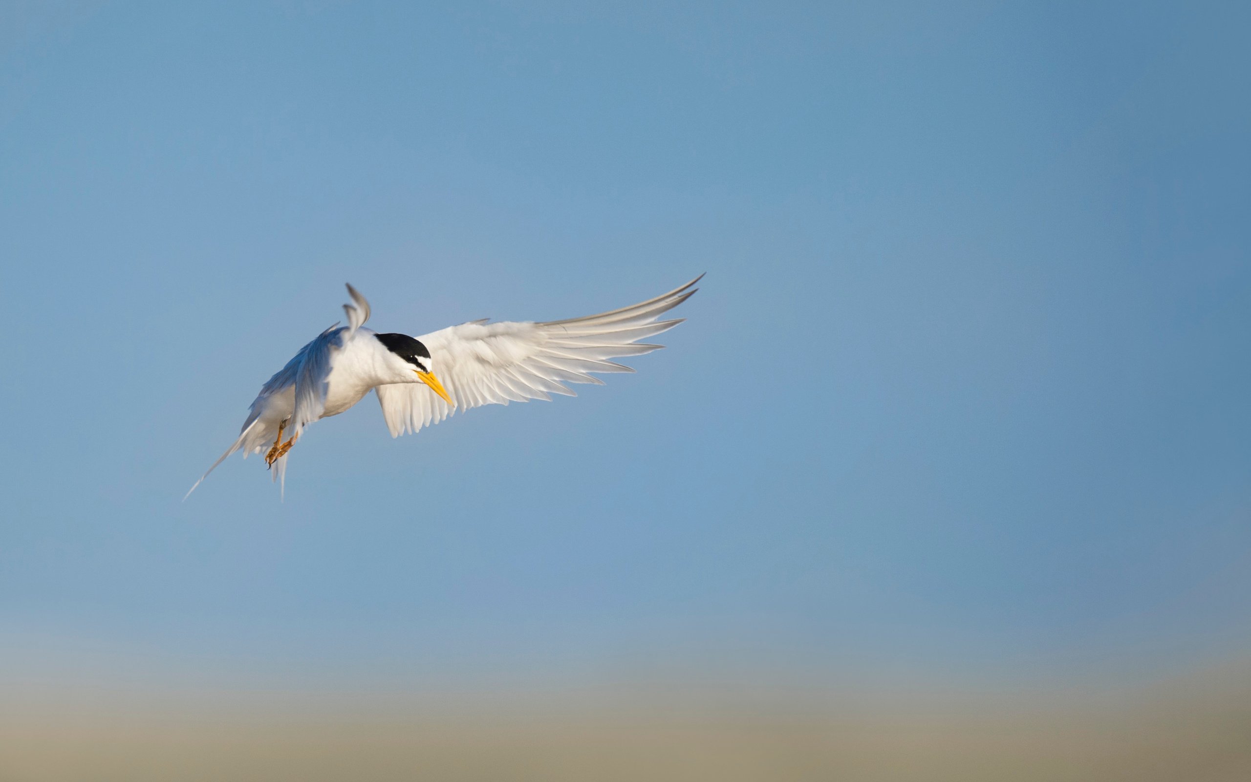 Обои небо, полет, птица, животное, ray hennessy, the sky, flight, bird, animal разрешение 3437x2287 Загрузить