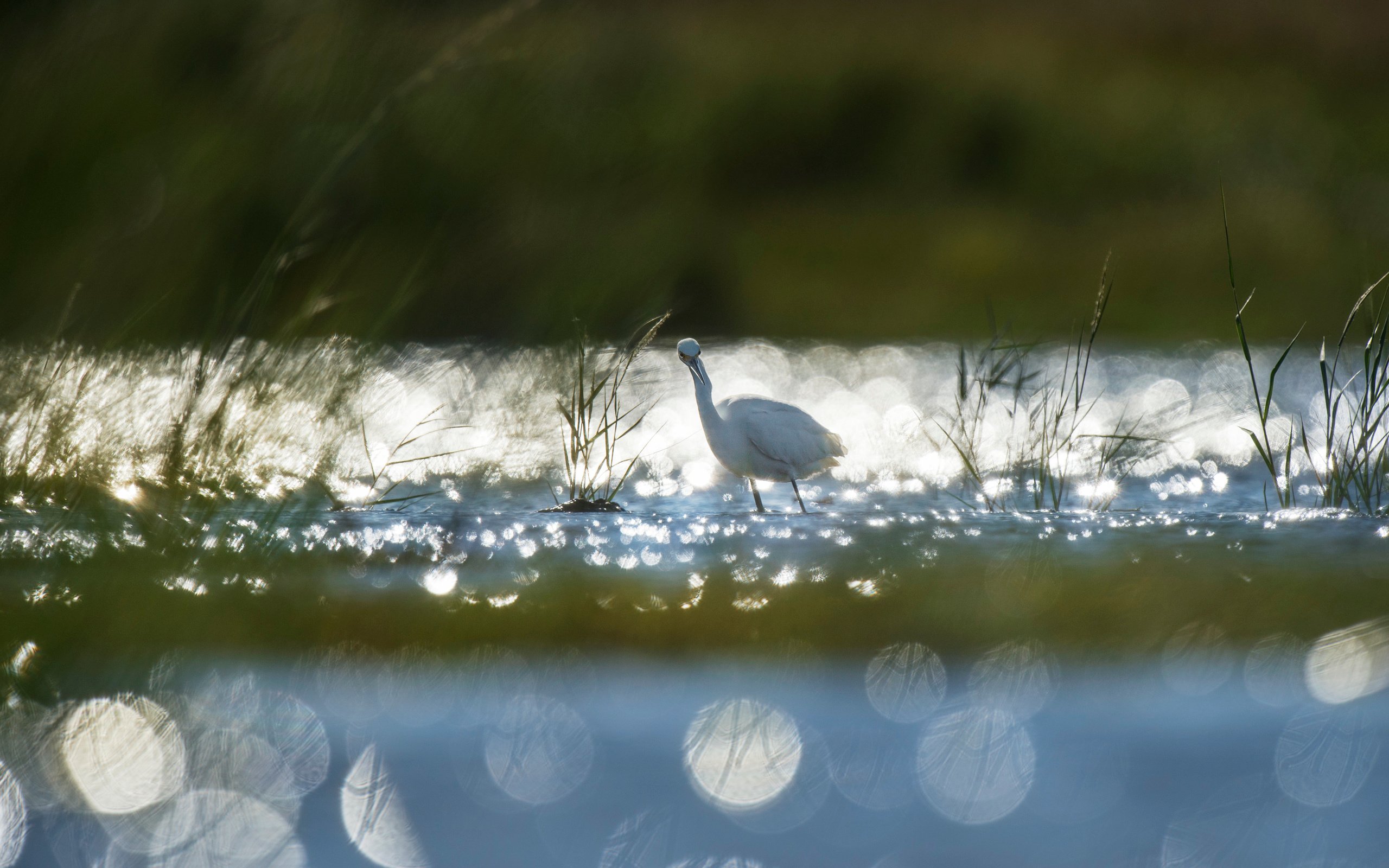 Обои трава, озеро, рассвет, птица, животное, холодно, лебедь, ray hennessy, grass, lake, dawn, bird, animal, cold, swan разрешение 4524x3011 Загрузить