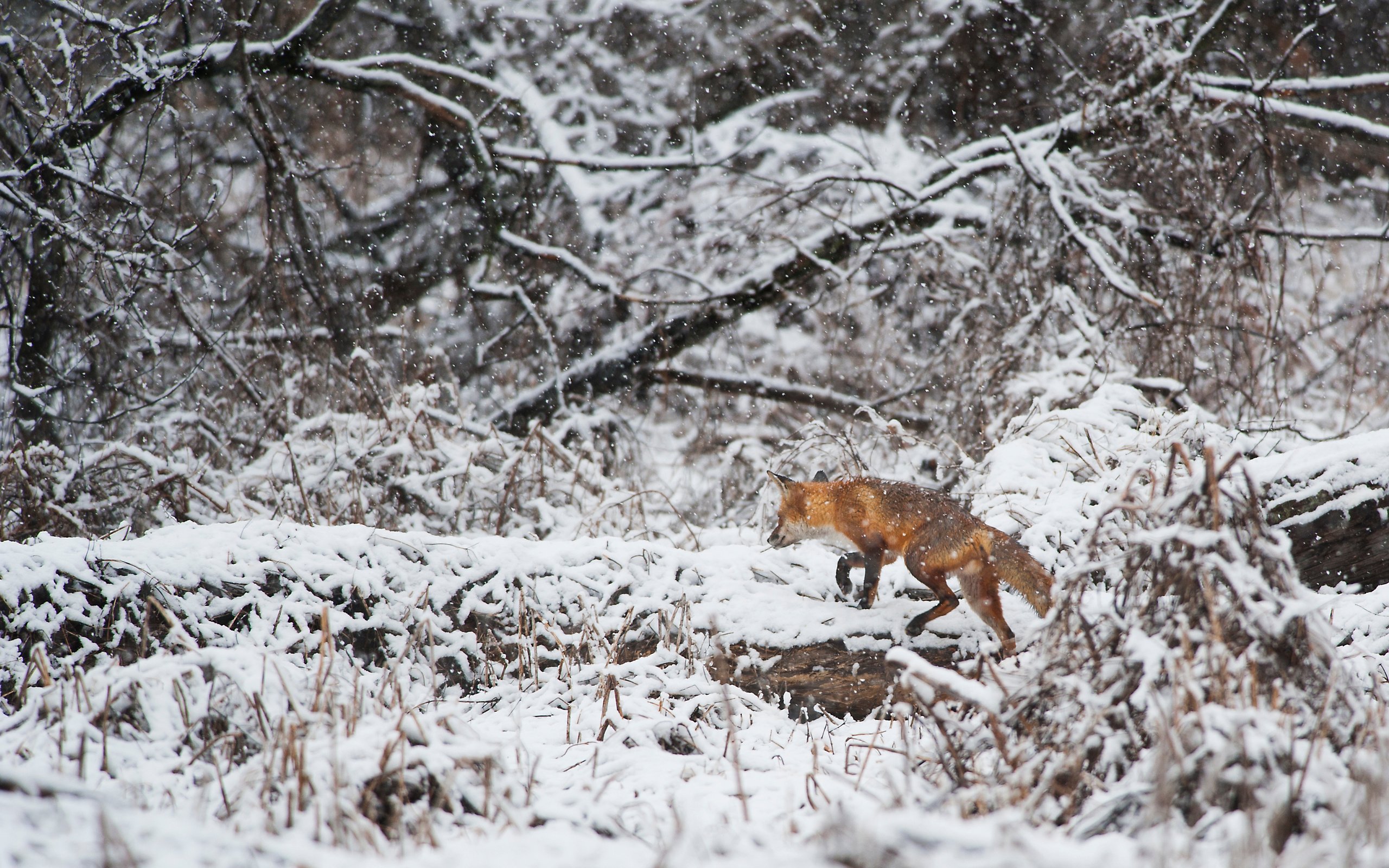 Обои деревья, снег, зима, лиса, лисица, животное, ray hennessy, trees, snow, winter, fox, animal разрешение 3415x2272 Загрузить