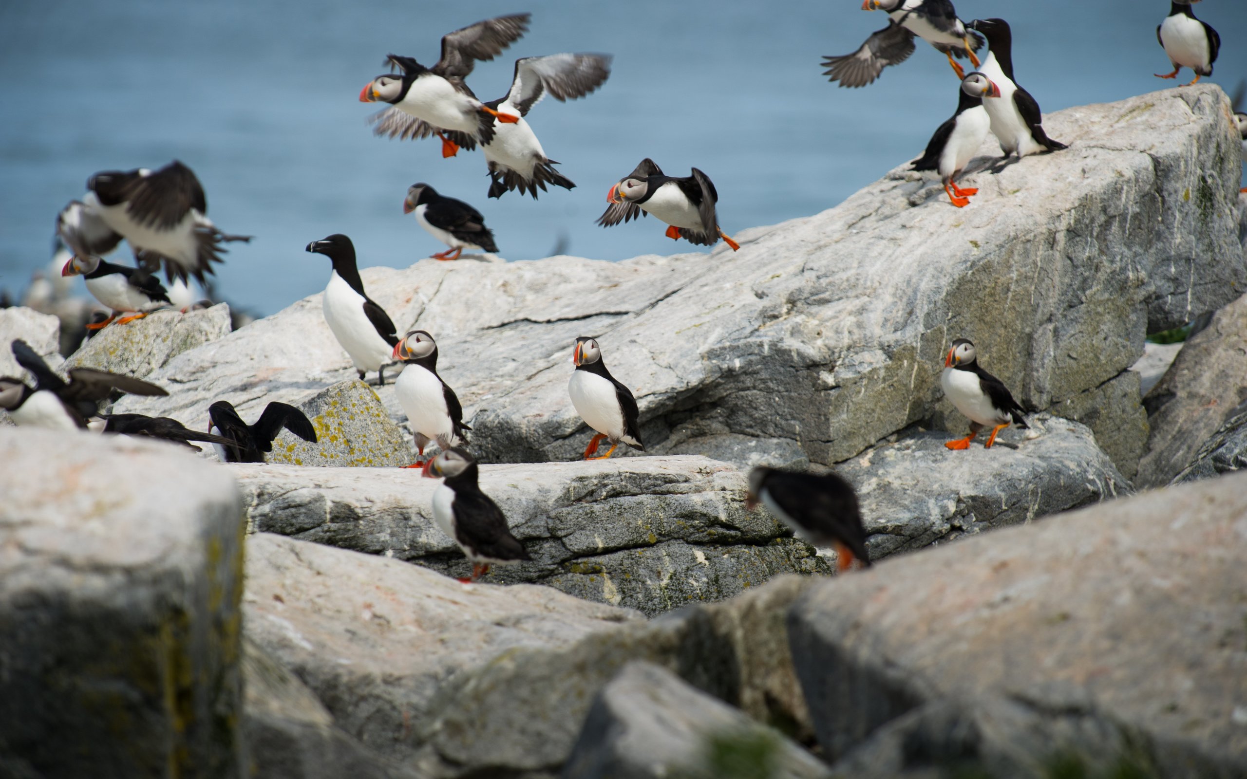 Обои природа, камни, птицы, пингвин, тупик, пингвины, атлантический тупик, ray hennessy, nature, stones, birds, penguin, stalled, penguins, atlantic puffin разрешение 4256x2832 Загрузить