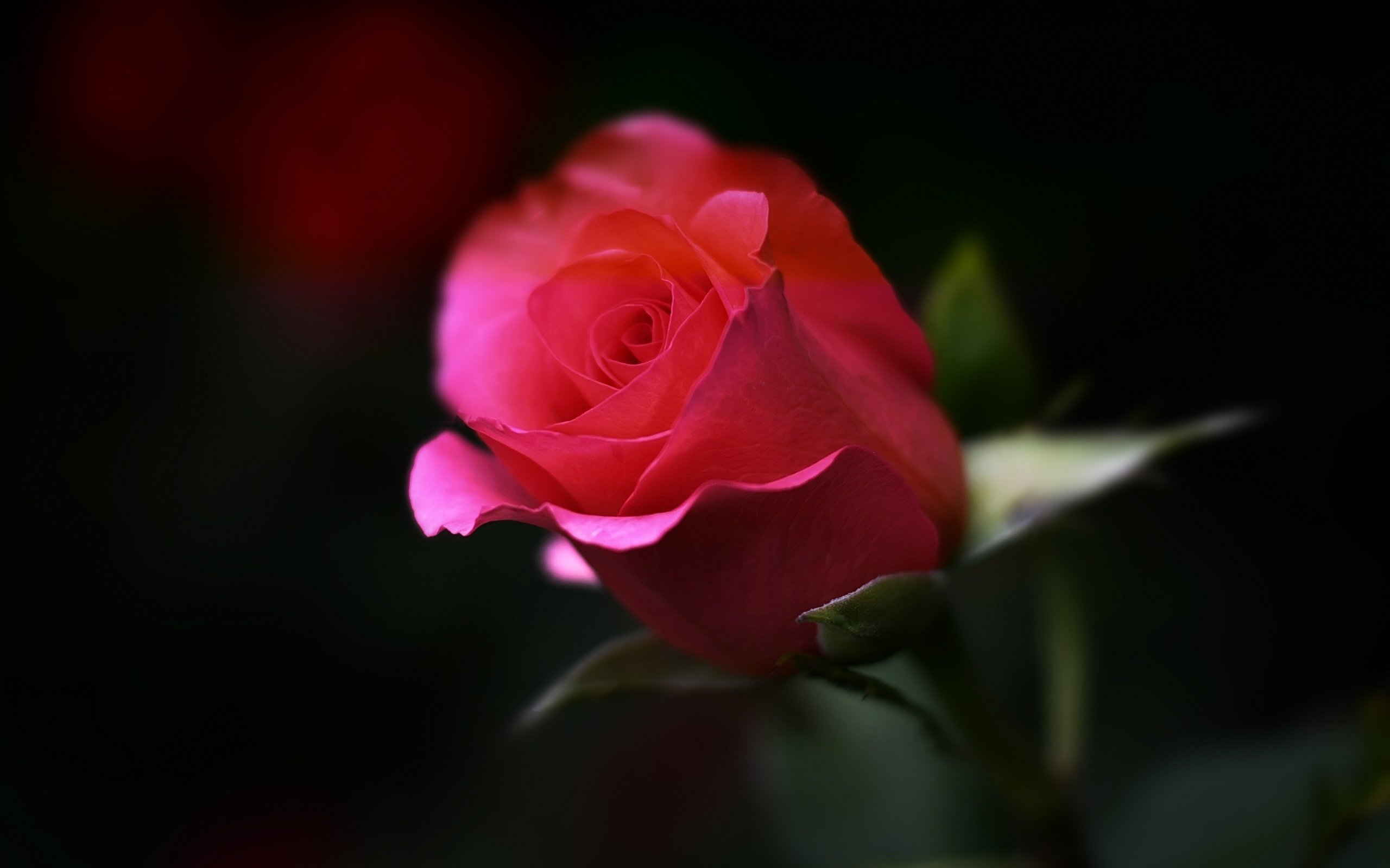 Обои макро, цветок, роза, бутон, macro, flower, rose, bud разрешение 3840x2160 Загрузить