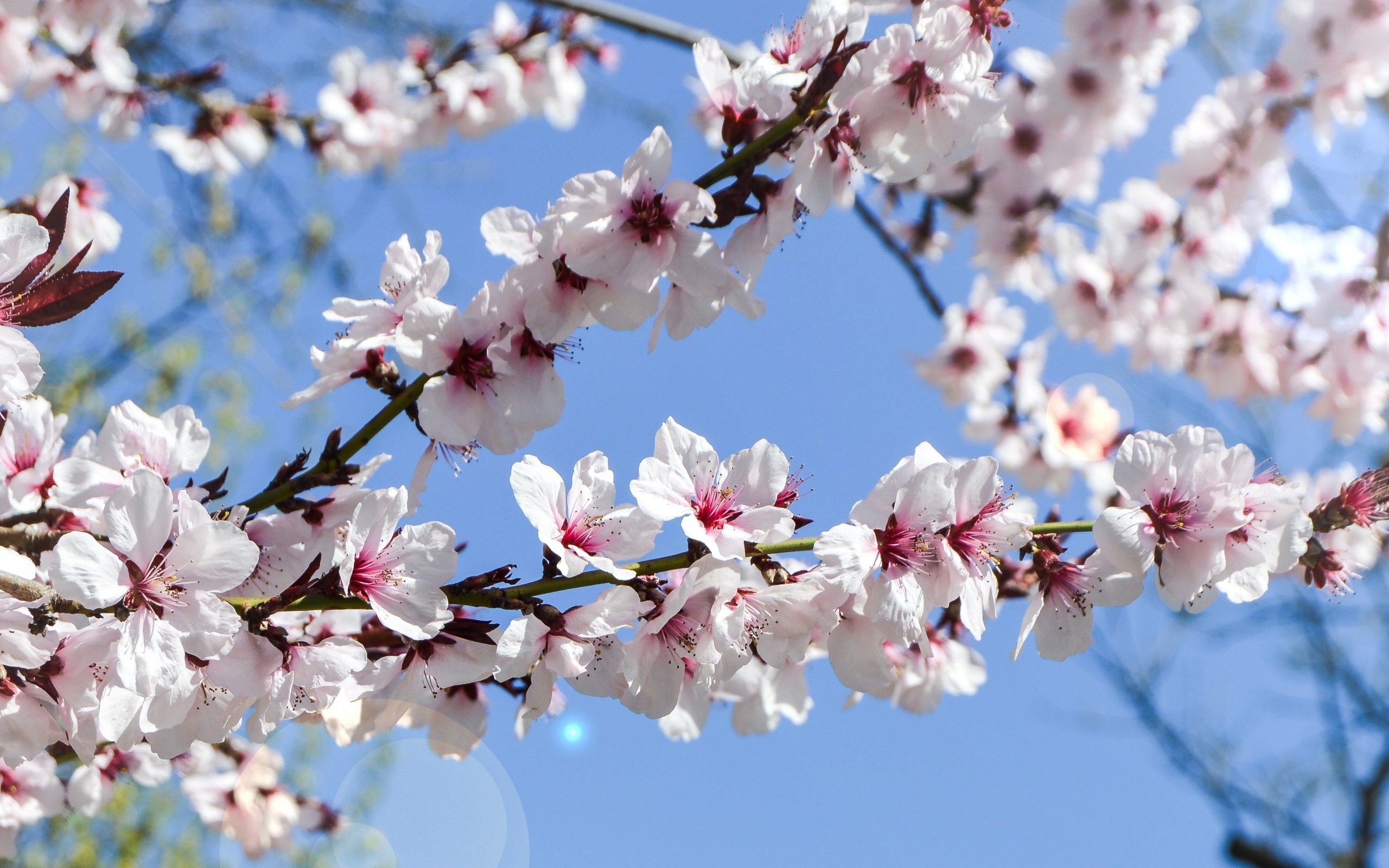 Обои небо, цветение, сад, весна, the sky, flowering, garden, spring разрешение 3438x1600 Загрузить