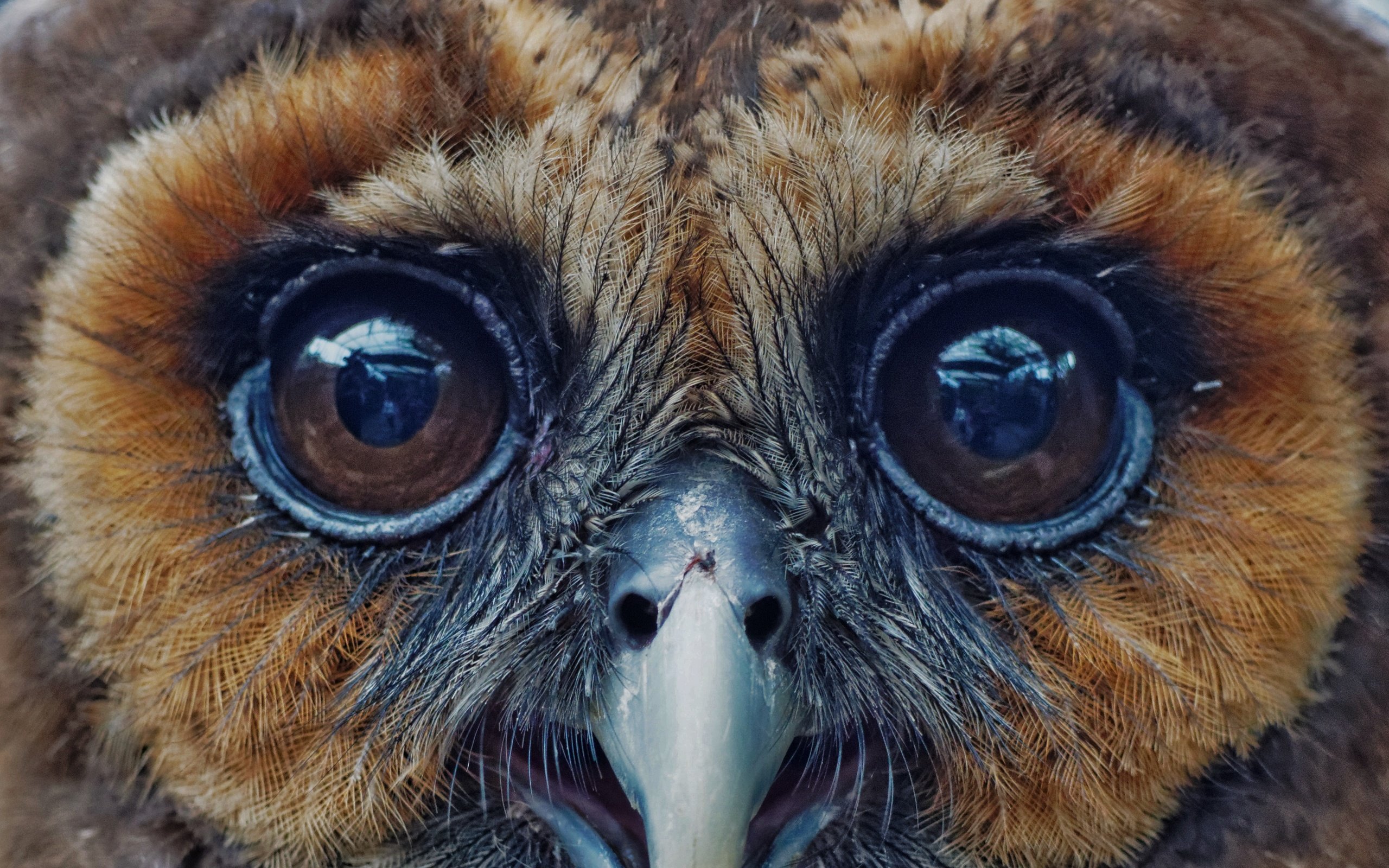 Обои глаза, сова, птица, клюв, перья, eyes, owl, bird, beak, feathers разрешение 3369x3028 Загрузить