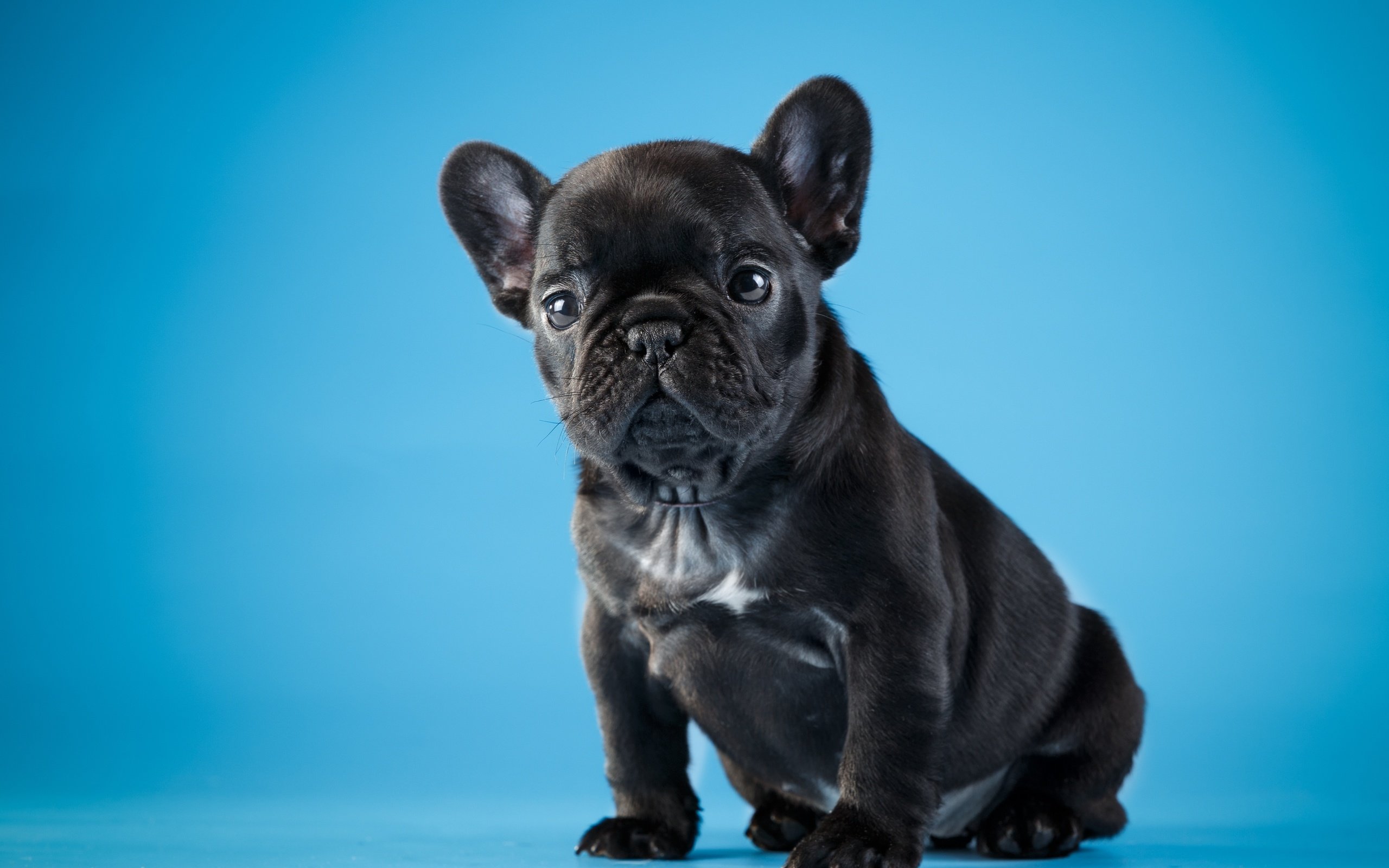 Обои черный, щенок, милый, французский бульдог, black, puppy, cute, french bulldog разрешение 4000x2602 Загрузить