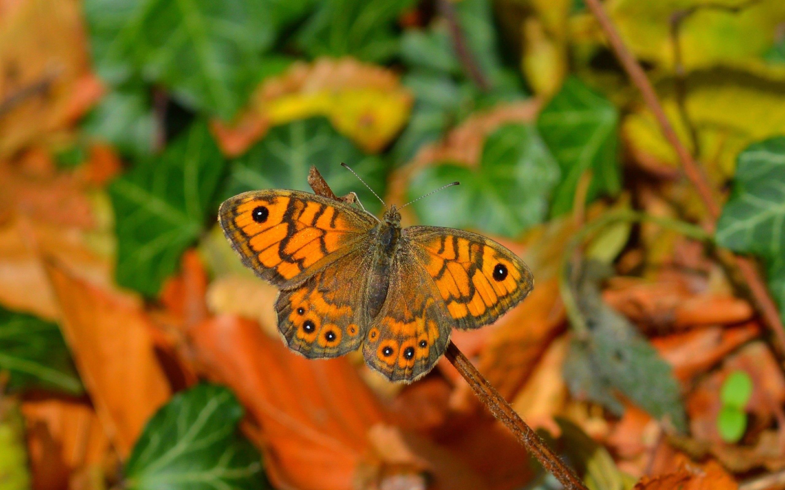 Обои листья, макро, насекомое, бабочка, крылья, leaves, macro, insect, butterfly, wings разрешение 2848x1798 Загрузить