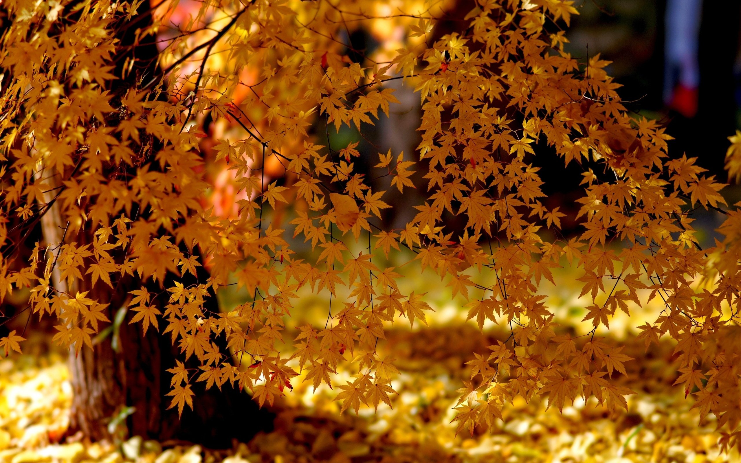 Обои свет, деревья, природа, листья, парк, осень, клен, желтые, light, trees, nature, leaves, park, autumn, maple, yellow разрешение 3000x2000 Загрузить