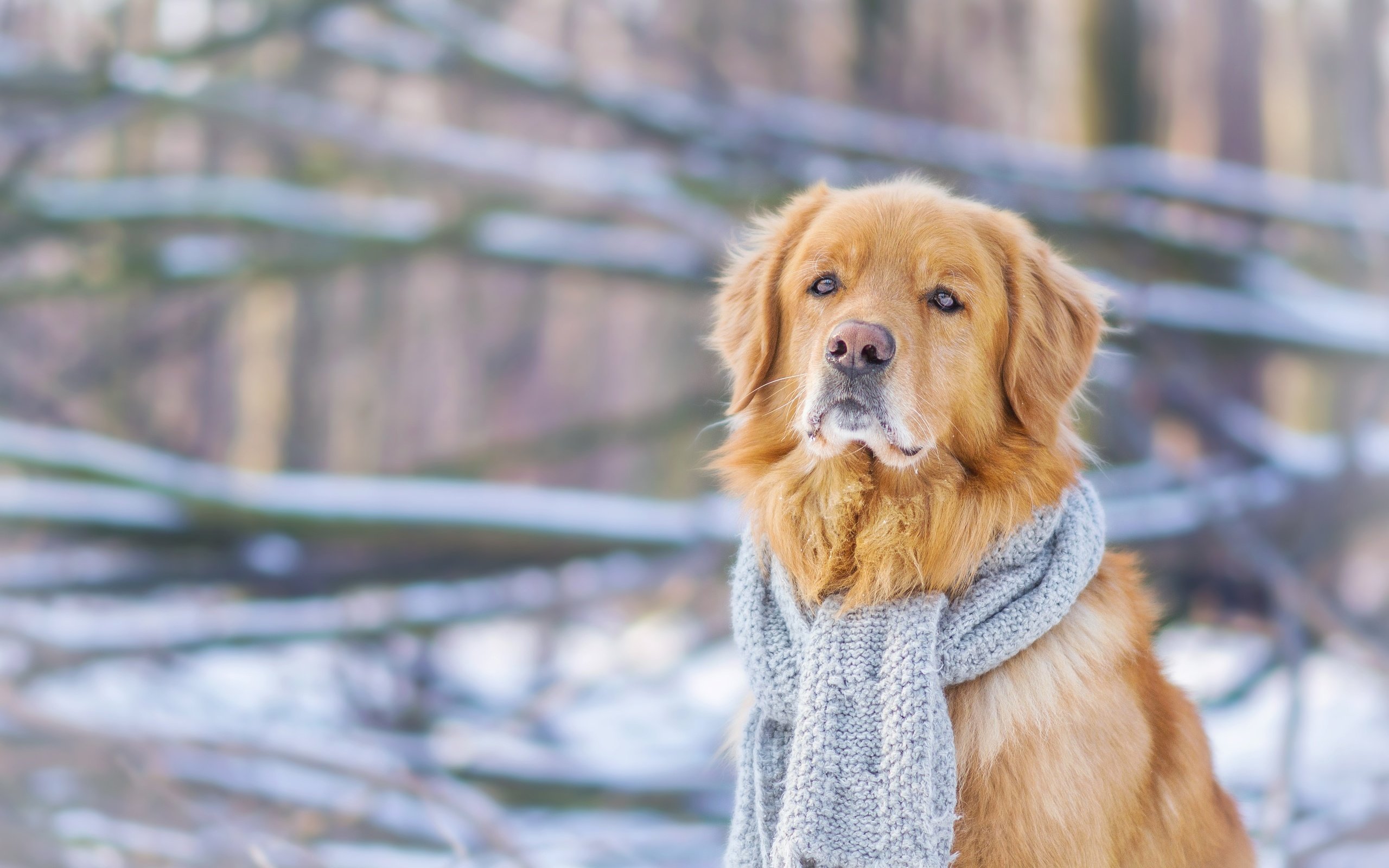 Обои зима, мордочка, взгляд, собака, шарф, золотистый ретривер, winter, muzzle, look, dog, scarf, golden retriever разрешение 4608x3072 Загрузить