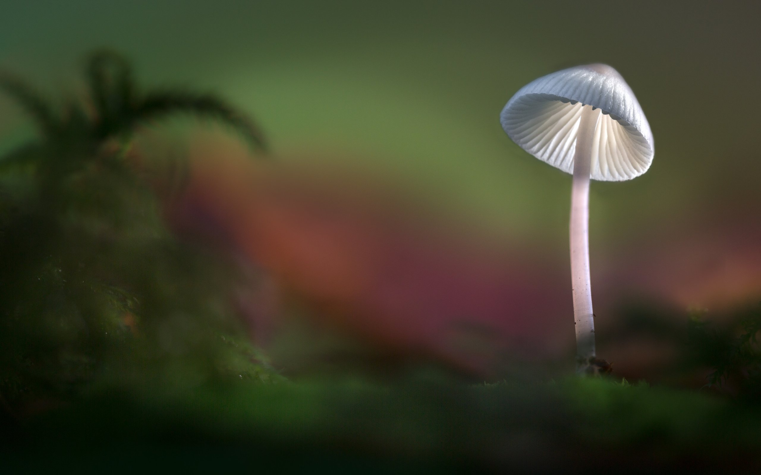 Обои свет, лес, осень, гриб, шляпка, sophiaspurgin, light, forest, autumn, mushroom, hat разрешение 5760x3840 Загрузить