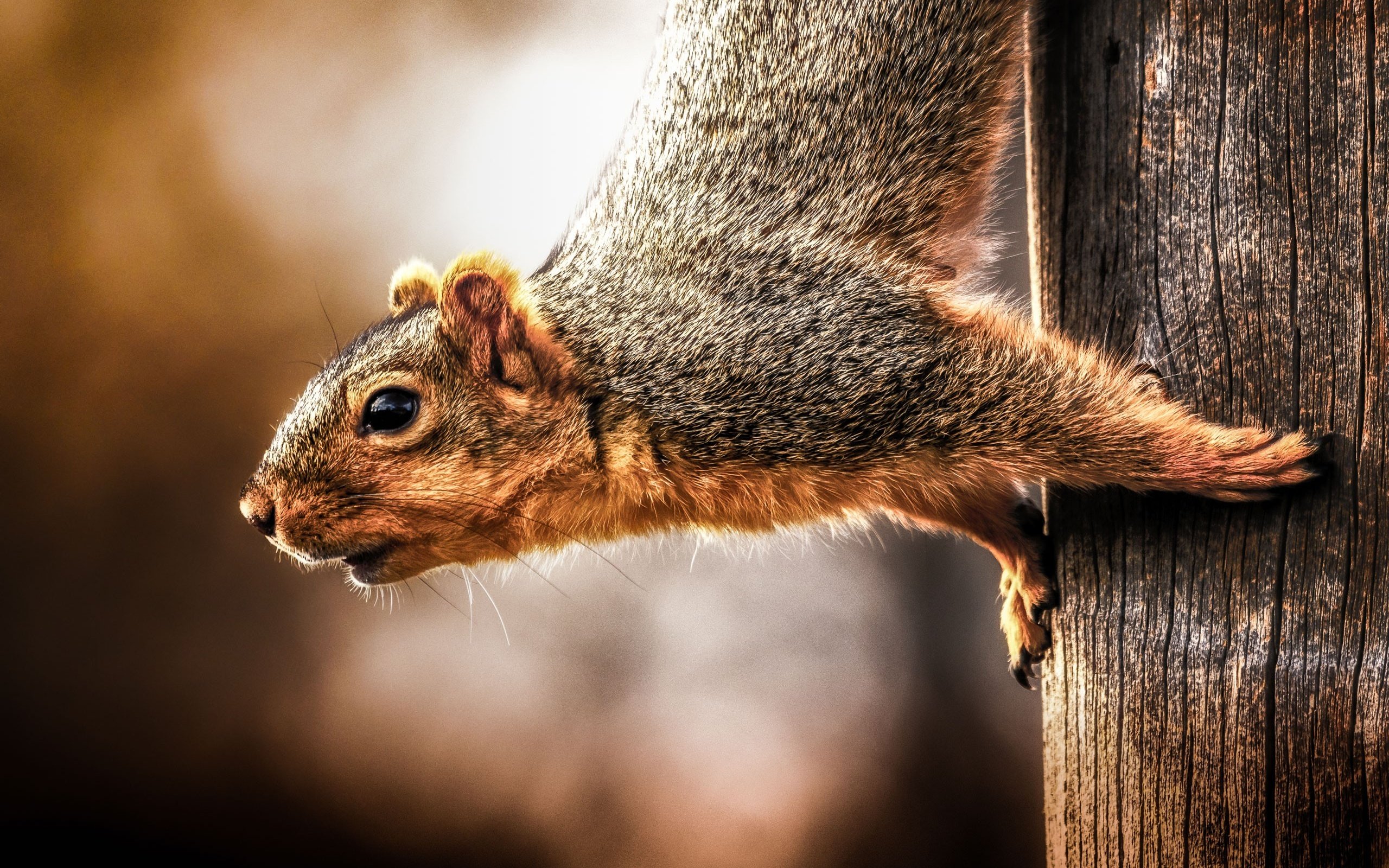 Обои глаза, мордочка, взгляд, животное, белка, белочка, eyes, muzzle, look, animal, protein, squirrel разрешение 2560x1707 Загрузить