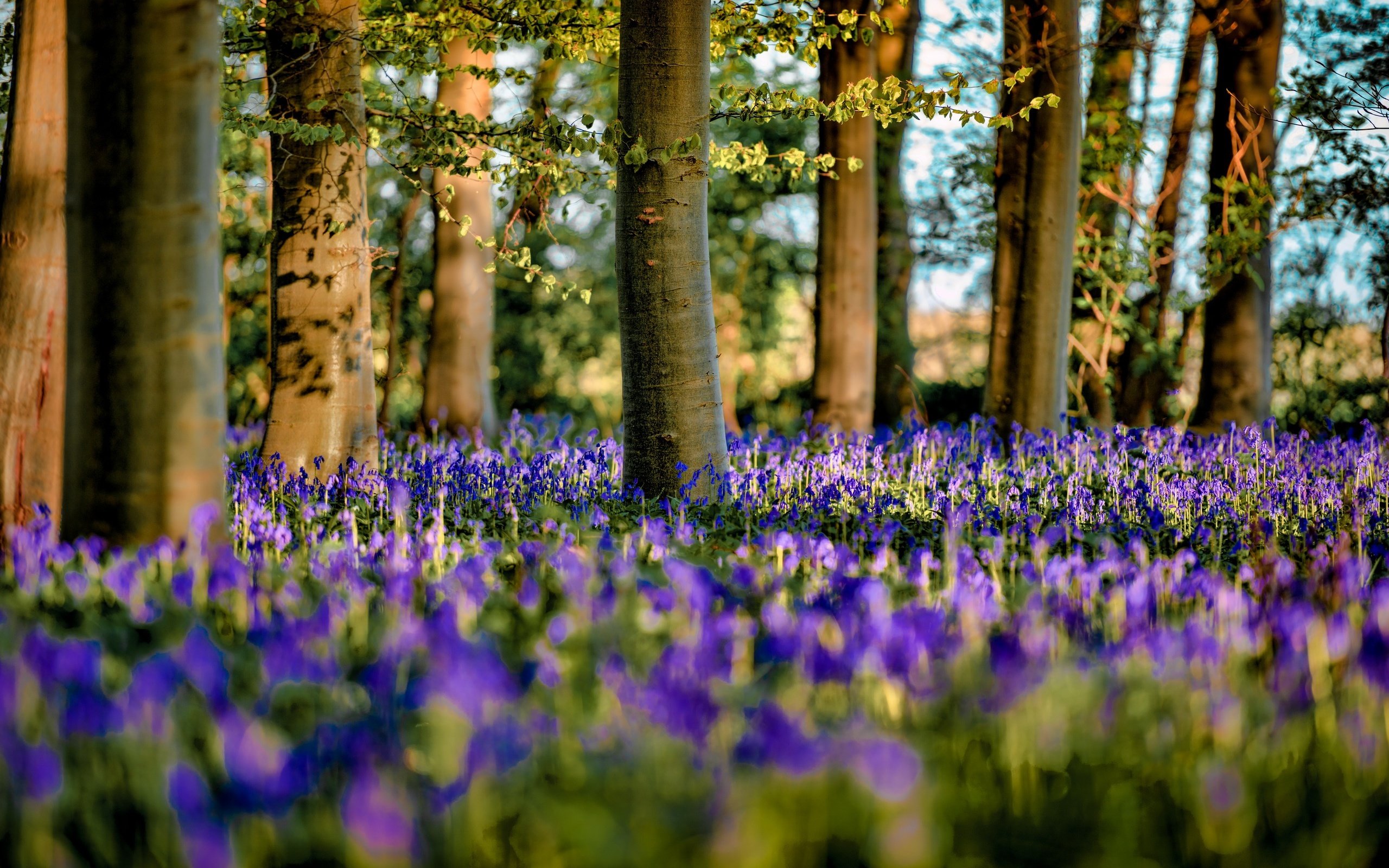 Обои цветы, деревья, лес, весна, flowers, trees, forest, spring разрешение 2560x1709 Загрузить