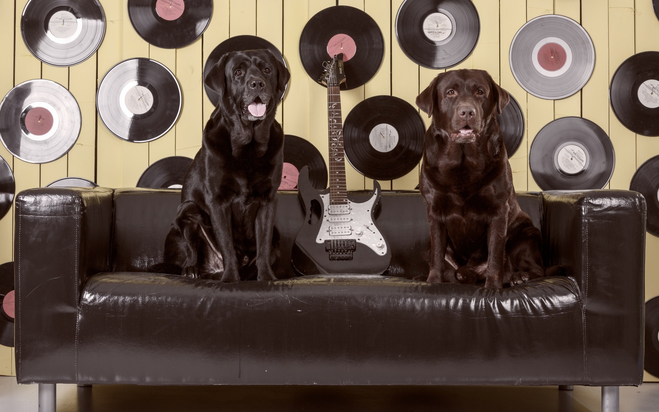 Обои гитара, диван, лабрадор, собаки, пластинки, ретривер, guitar, sofa, labrador, dogs, records, retriever разрешение 3600x2384 Загрузить