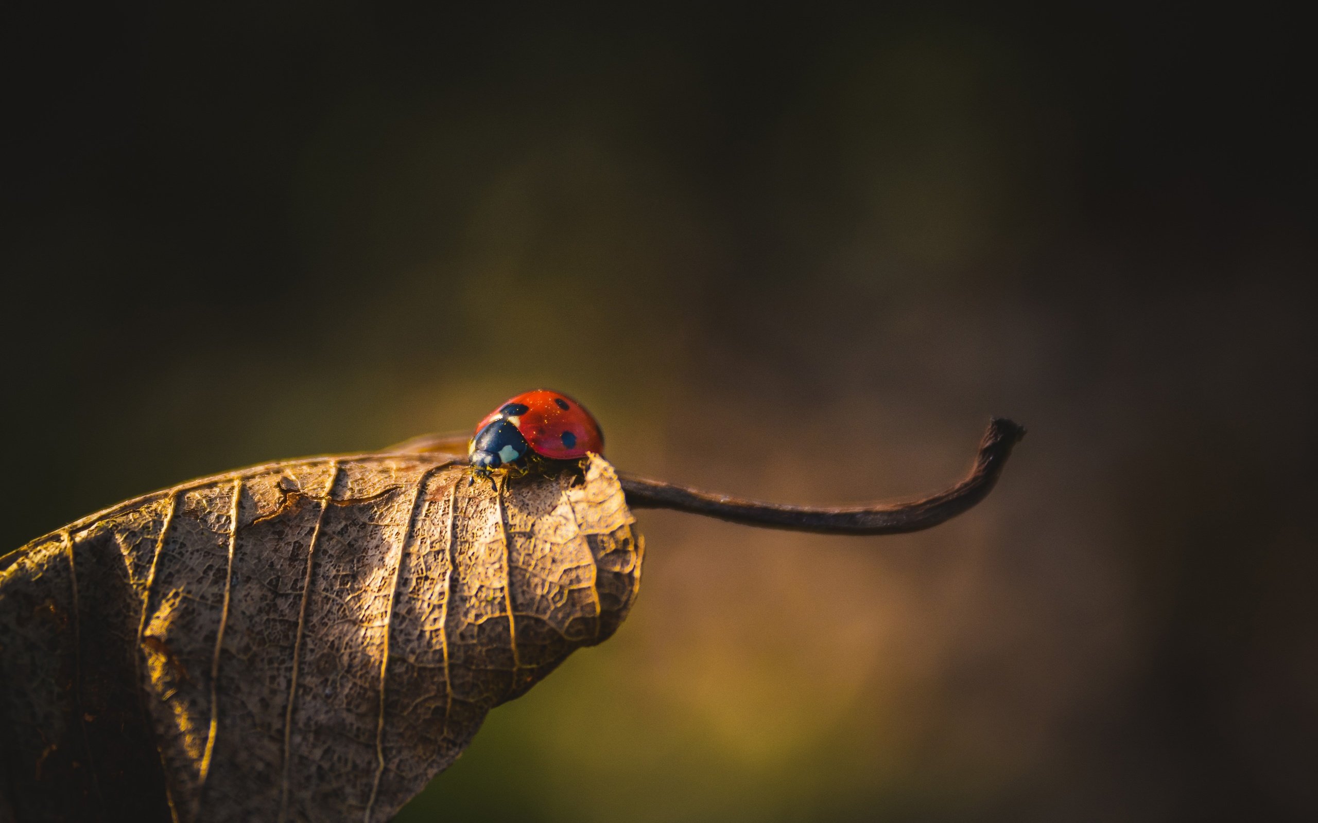 Обои природа, жук, насекомое, фон, лист, божья коровка, сухой лист, nature, beetle, insect, background, sheet, ladybug, dry leaf разрешение 3840x2560 Загрузить