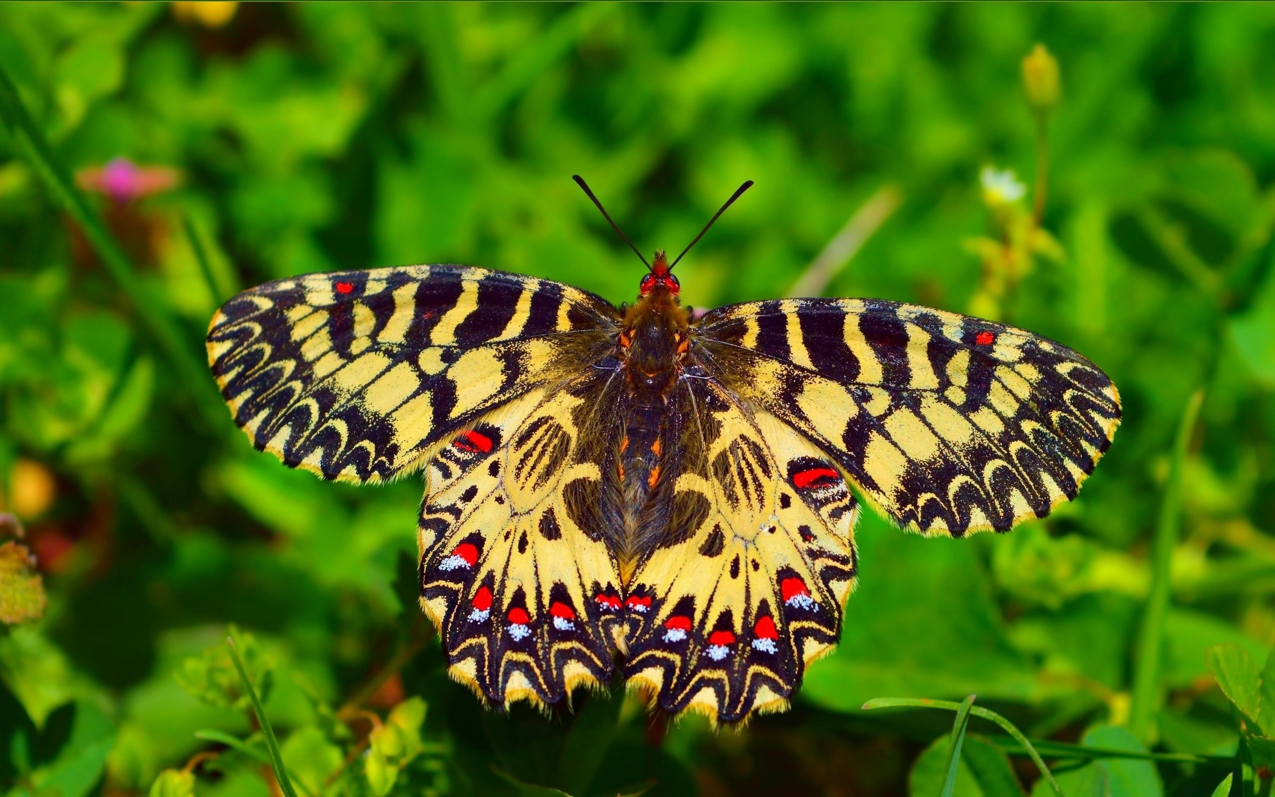 Обои макро, насекомое, бабочка, крылья, macro, insect, butterfly, wings разрешение 3008x1870 Загрузить