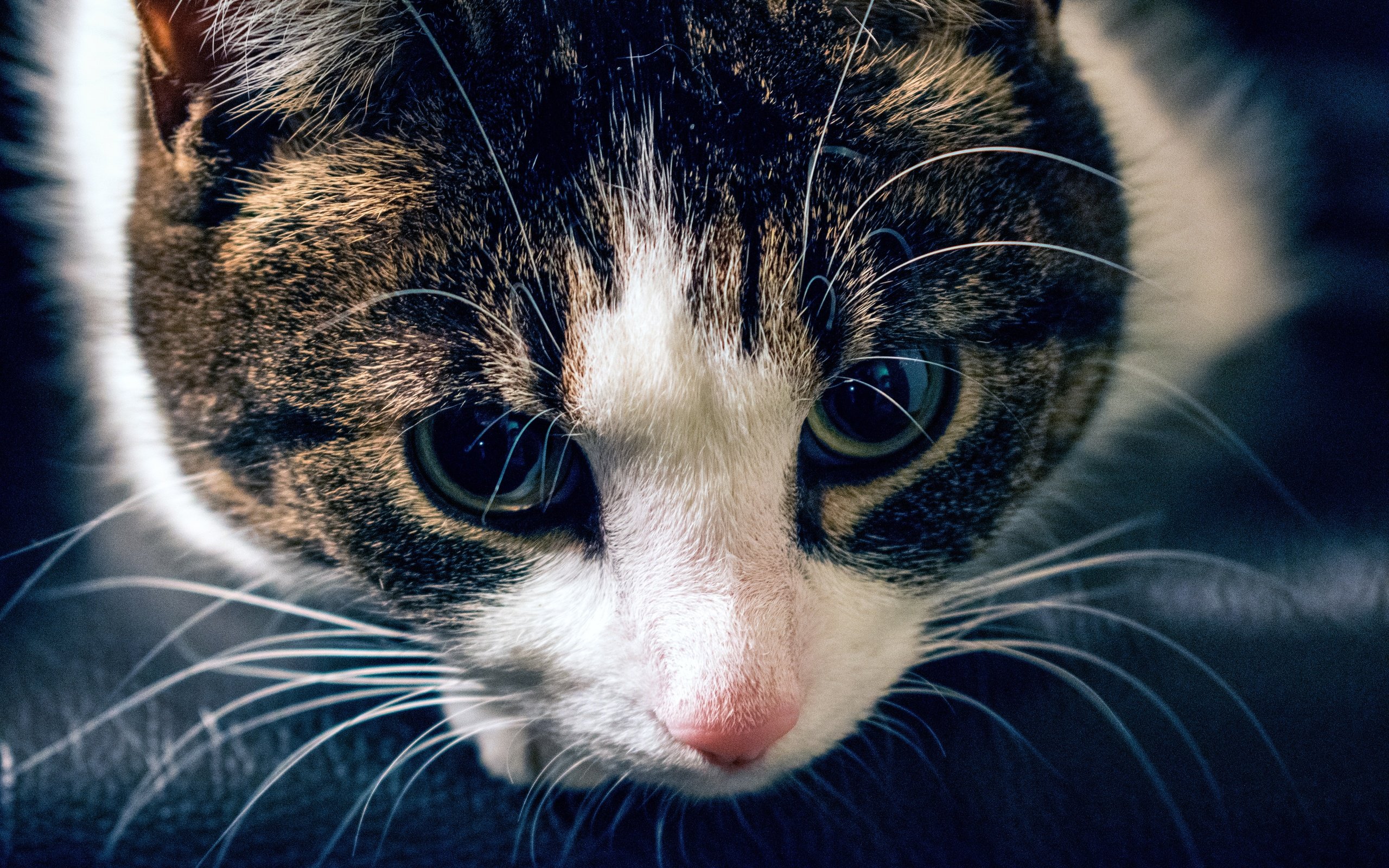 Обои глаза, морда, кот, усы, кошка, взгляд, полосатый, eyes, face, cat, mustache, look, striped разрешение 6000x4000 Загрузить