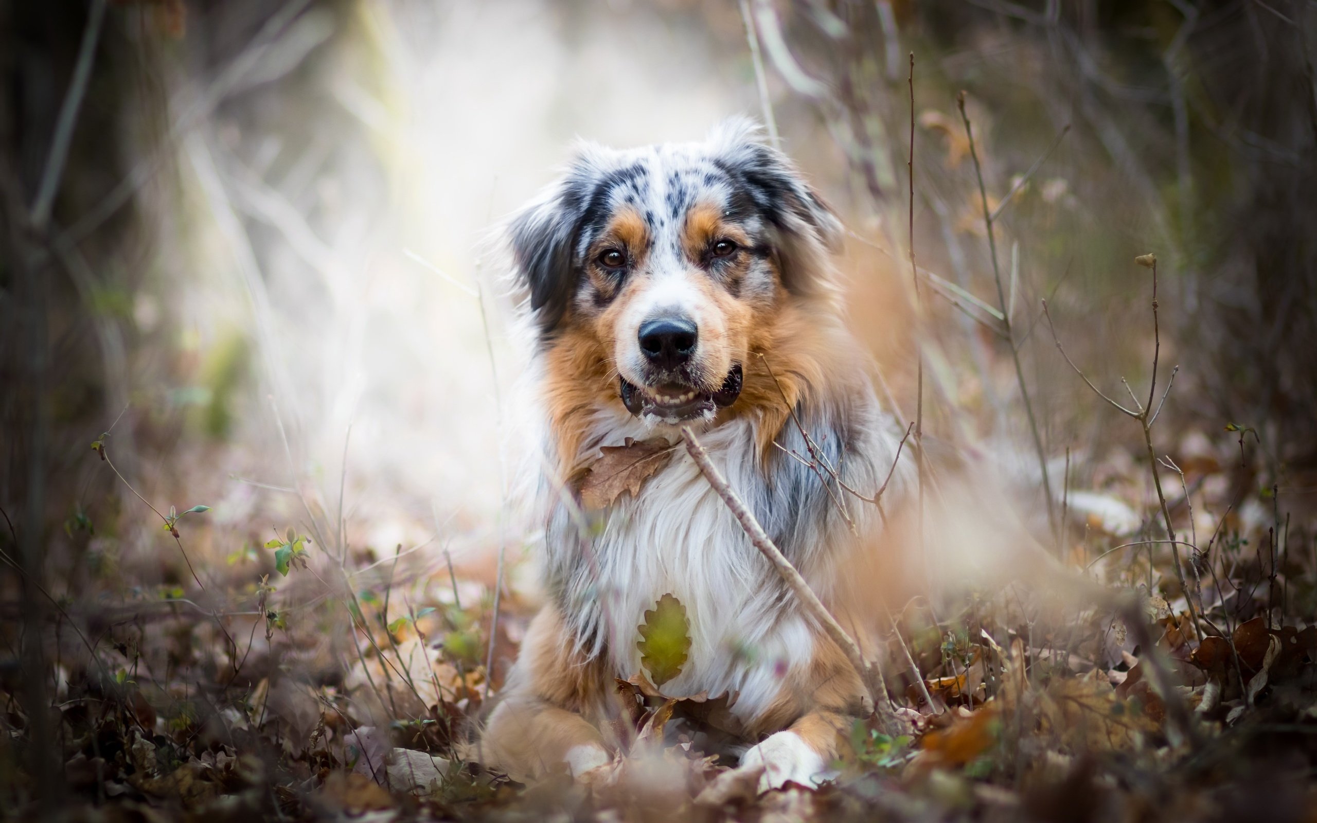 Обои природа, взгляд, собака, австралийская овчарка, аусси, nature, look, dog, australian shepherd, aussie разрешение 2560x1707 Загрузить