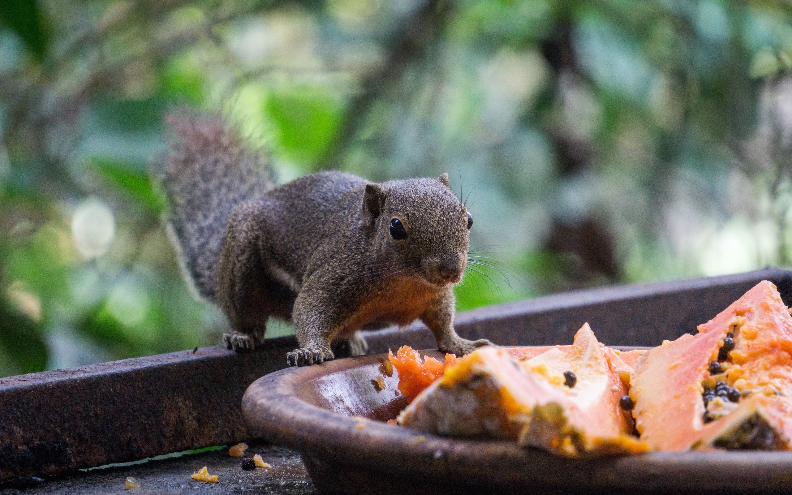 Обои животное, белка, зверек, хвост, белочка, грызун, animal, protein, tail, squirrel, rodent разрешение 6000x4000 Загрузить