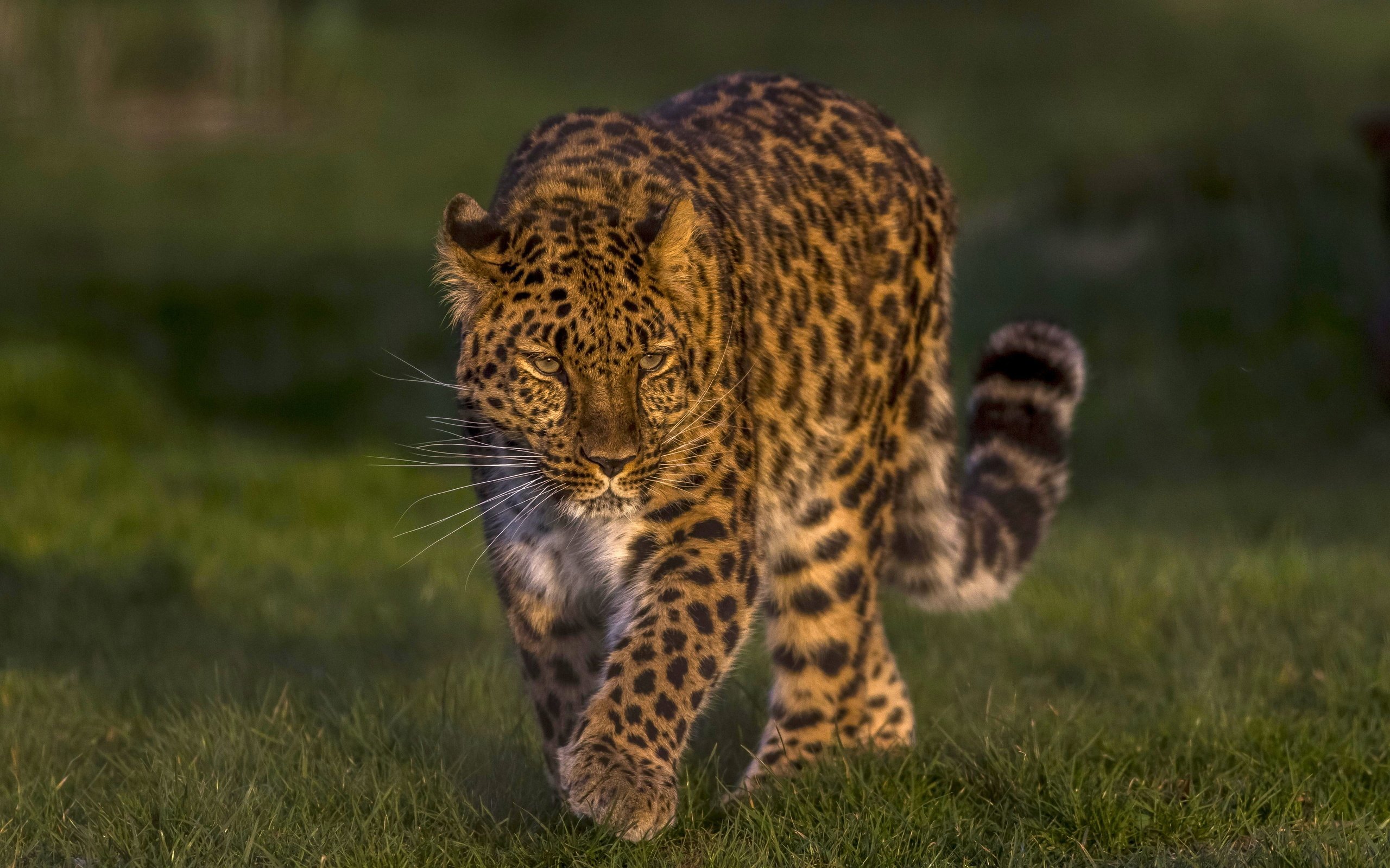 Обои леопард, дикая кошка, красавец, дальневосточный леопард, амурский леопард, leopard, wild cat, handsome, the far eastern leopard, the amur leopard разрешение 4000x2666 Загрузить