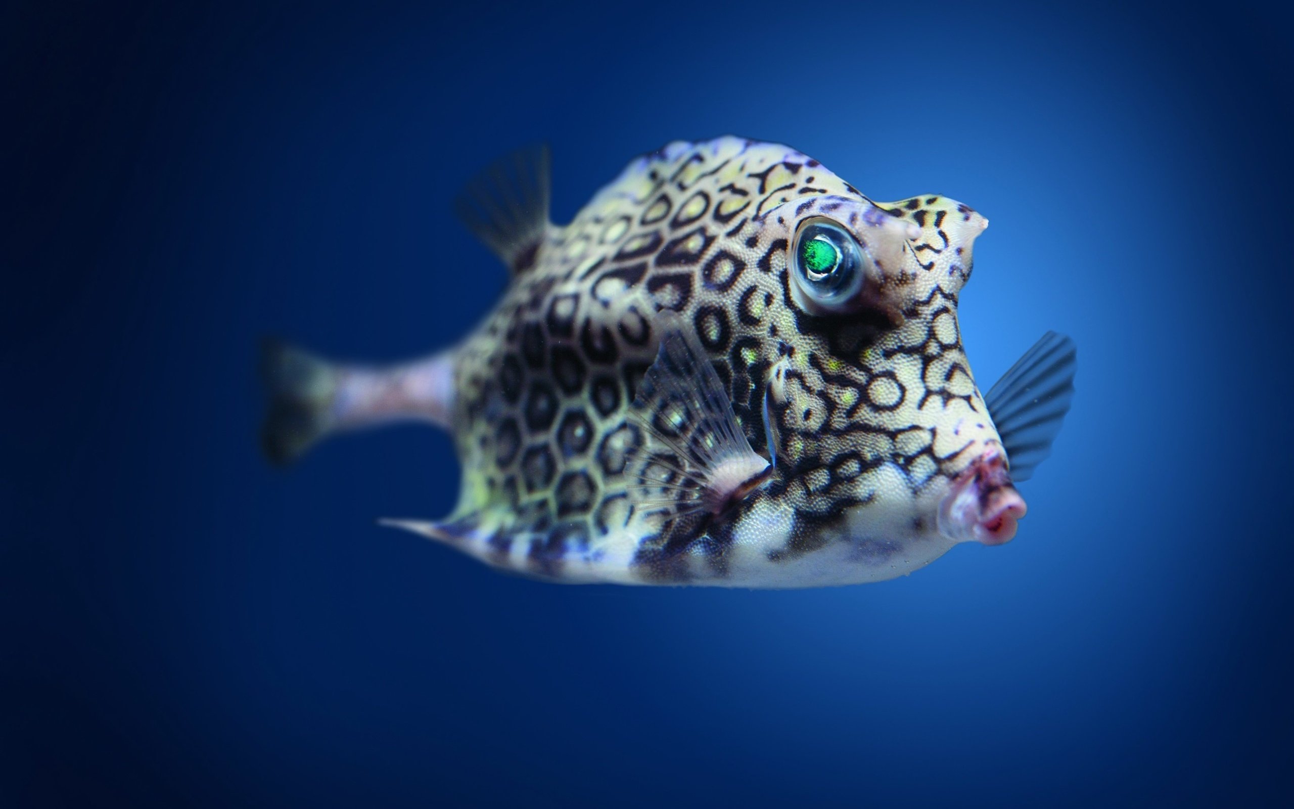 Обои пятна, плавники, рыба, подводный мир, spot, fins, fish, underwater world разрешение 2880x1800 Загрузить