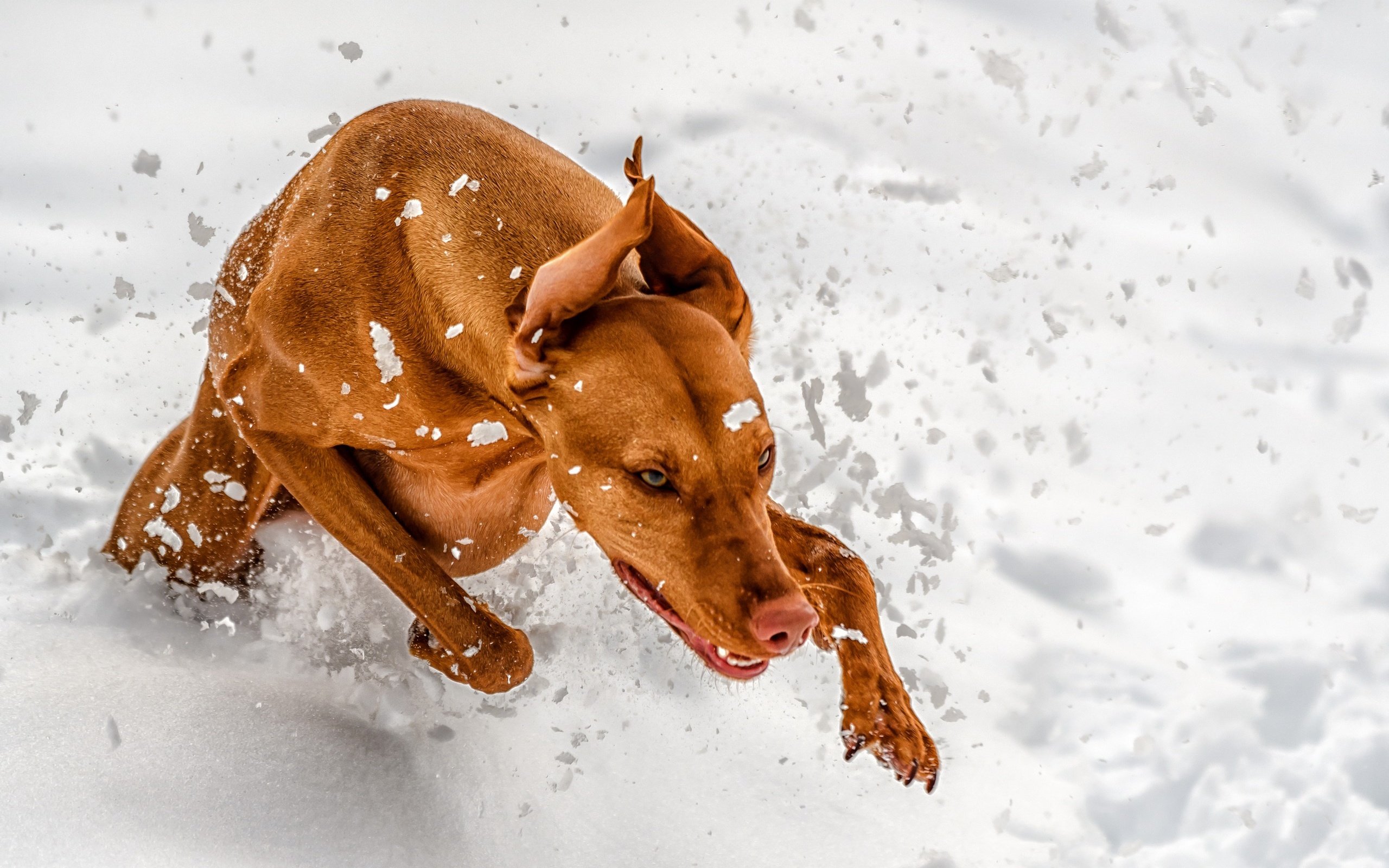 Обои снег, зима, лапы, собака, уши, бег, венгерская выжла, snow, winter, paws, dog, ears, running, vizsla разрешение 2560x1707 Загрузить