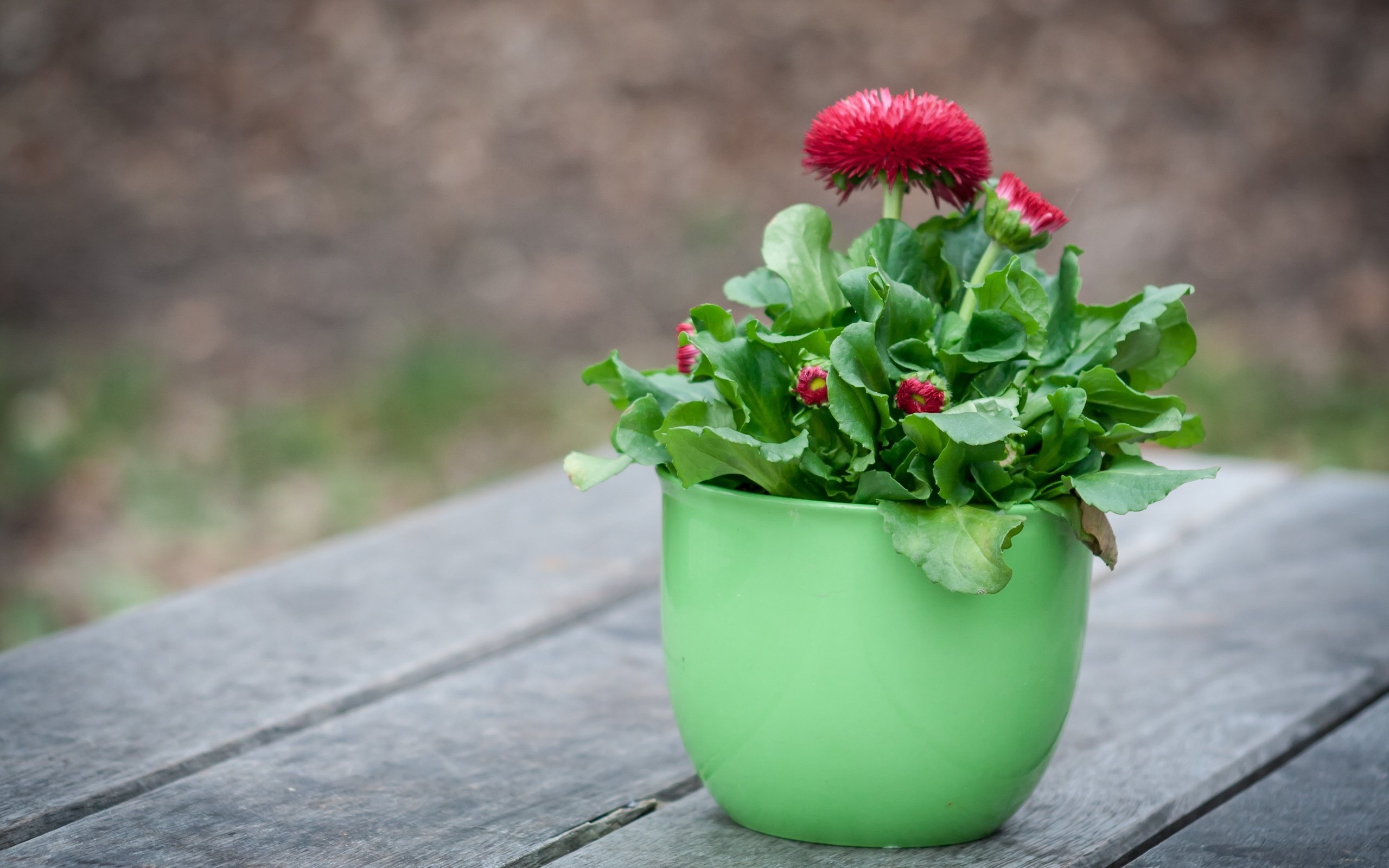 Обои цветы, листья, горшок, астры, flowers, leaves, pot, asters разрешение 3456x2304 Загрузить