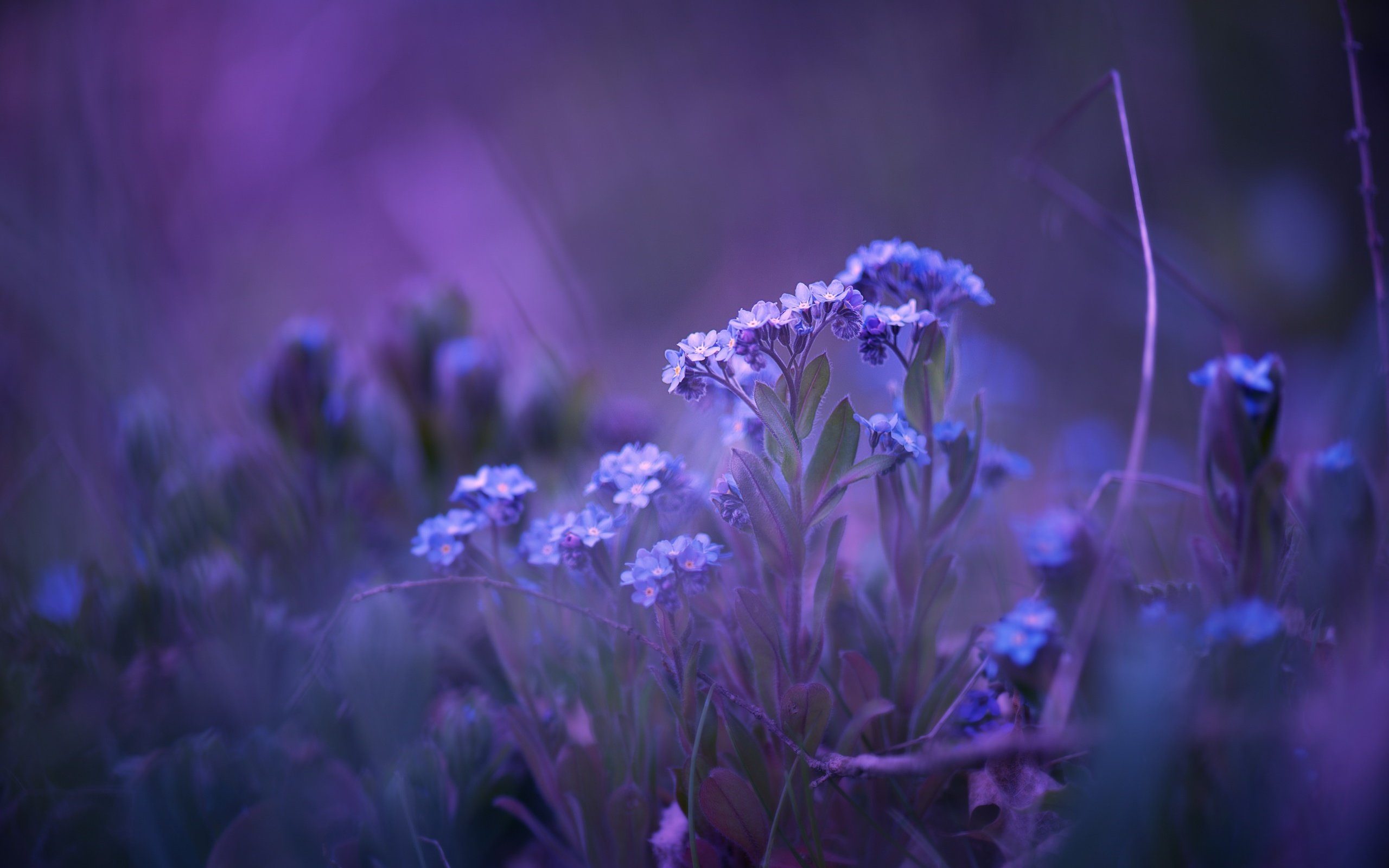 Обои цветы, природа, фон, незабудки, matthias stiefel, flowers, nature, background, forget-me-nots разрешение 2560x1606 Загрузить