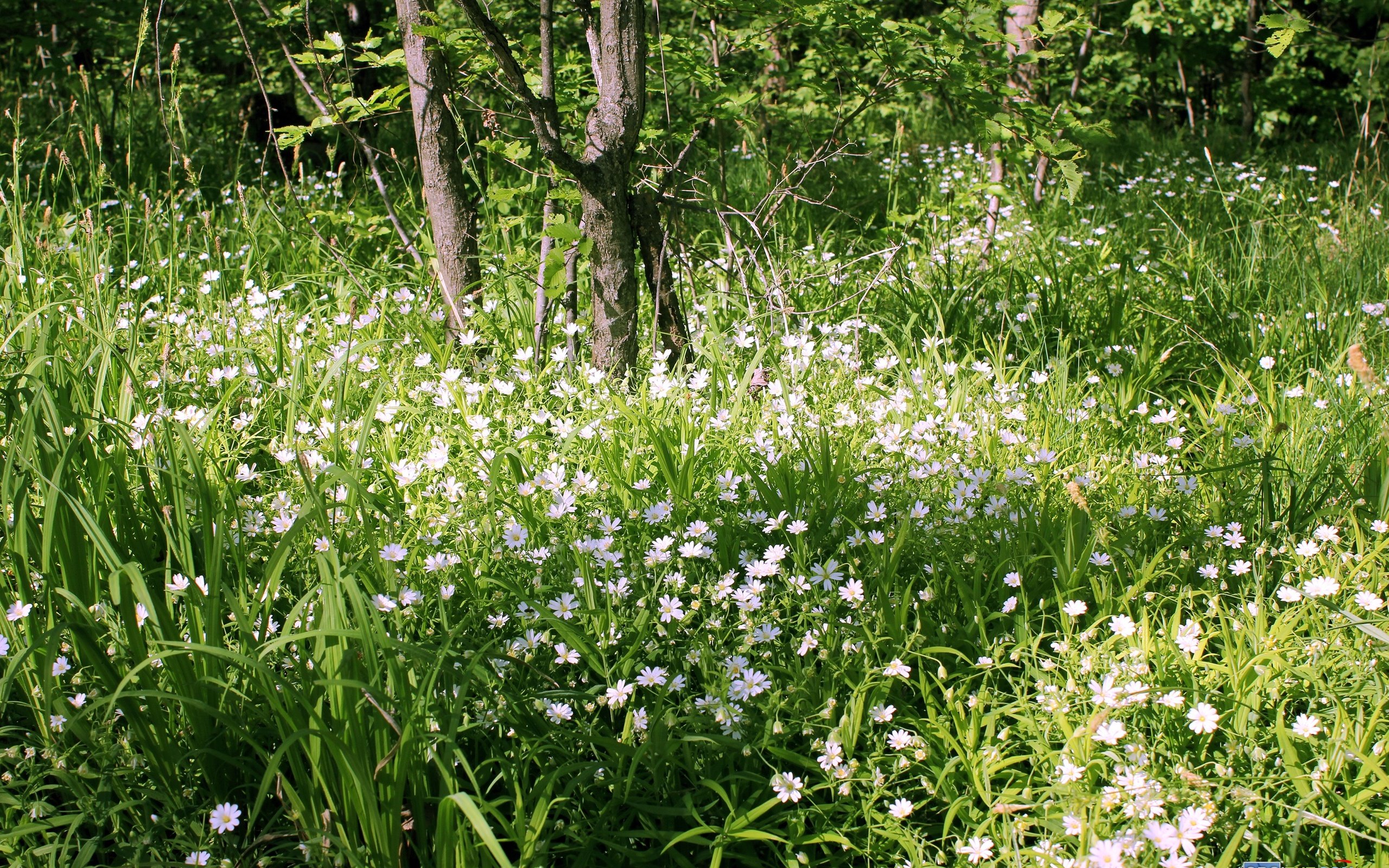 Обои цветы, трава, деревья, зелень, лес, ромашки, flowers, grass, trees, greens, forest, chamomile разрешение 3000x2000 Загрузить