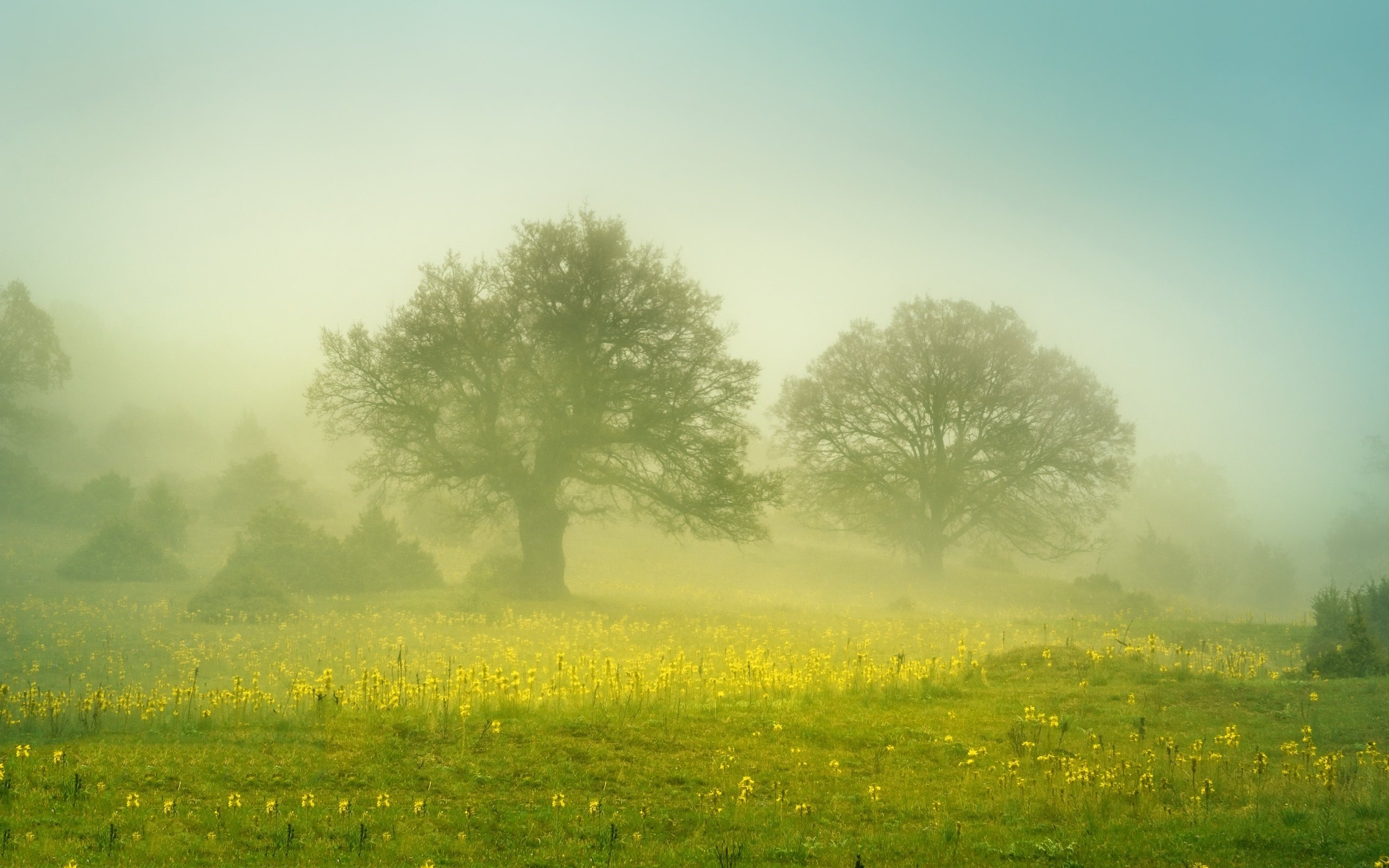 Обои цветы, деревья, туман, поле, flowers, trees, fog, field разрешение 2560x1707 Загрузить