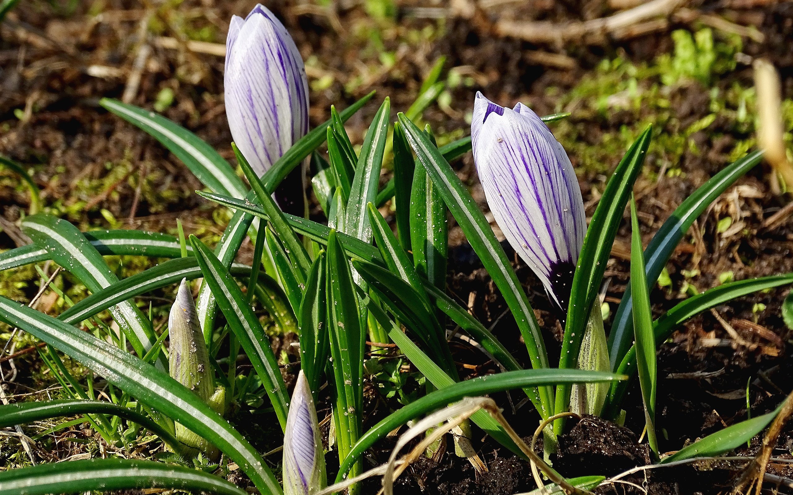 Обои цветы, зелень, весна, крокусы, flowers, greens, spring, crocuses разрешение 5184x3456 Загрузить