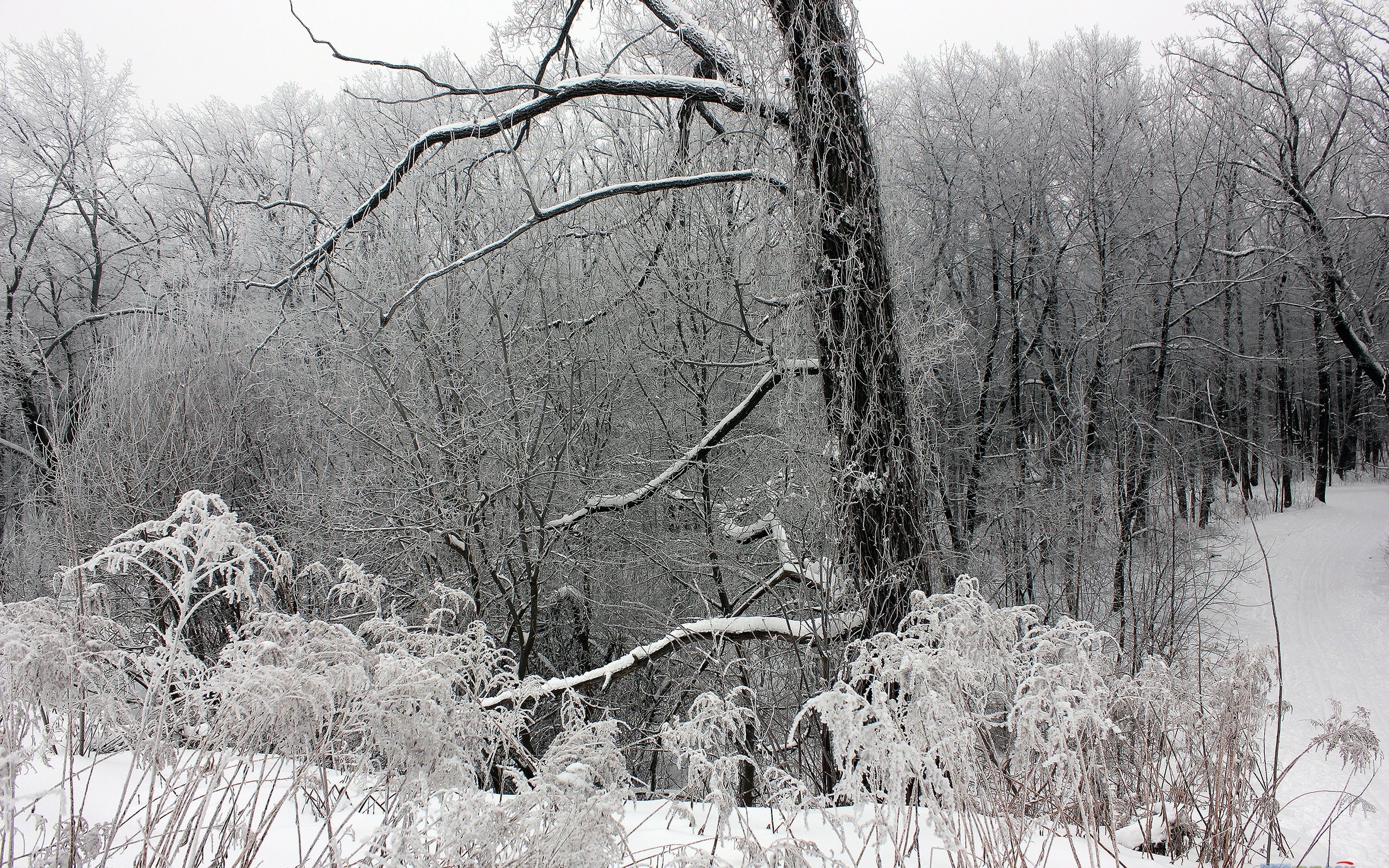 Обои деревья, снег, лес, зима, ветки, мороз, чёрно-белое, trees, snow, forest, winter, branches, frost, black and white разрешение 2560x1707 Загрузить