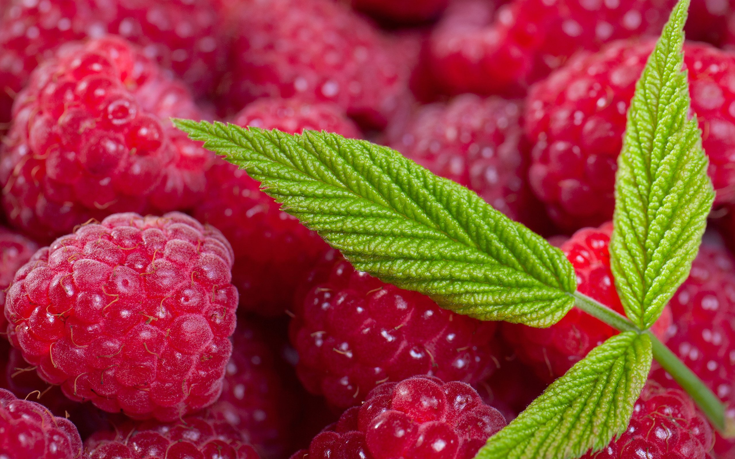 Обои листья, макро, малина, лето, ягоды, leaves, macro, raspberry, summer, berries разрешение 3000x1855 Загрузить