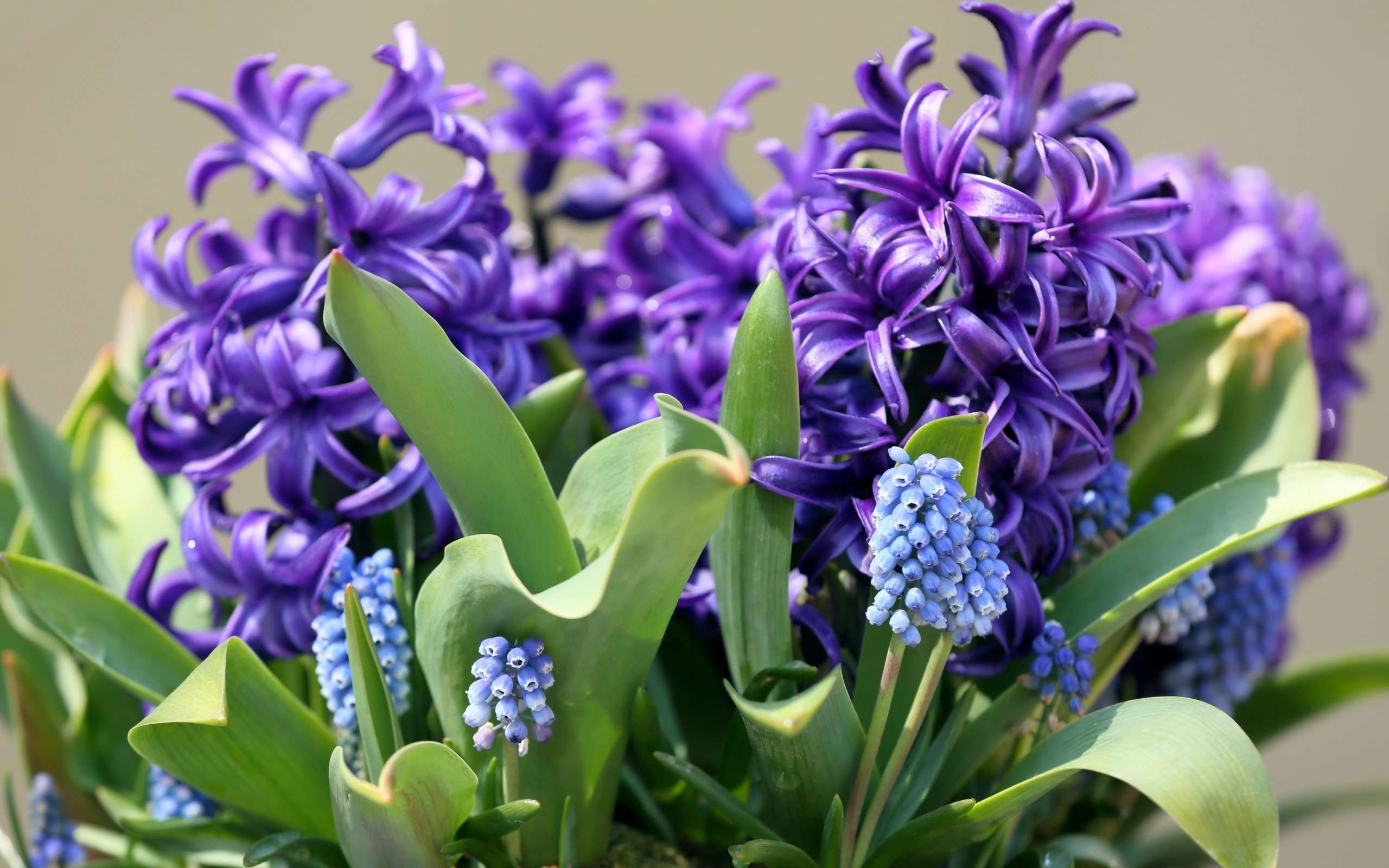 Обои цветы, макро, весна, гиацинт, мускари, flowers, macro, spring, hyacinth, muscari разрешение 3000x2000 Загрузить