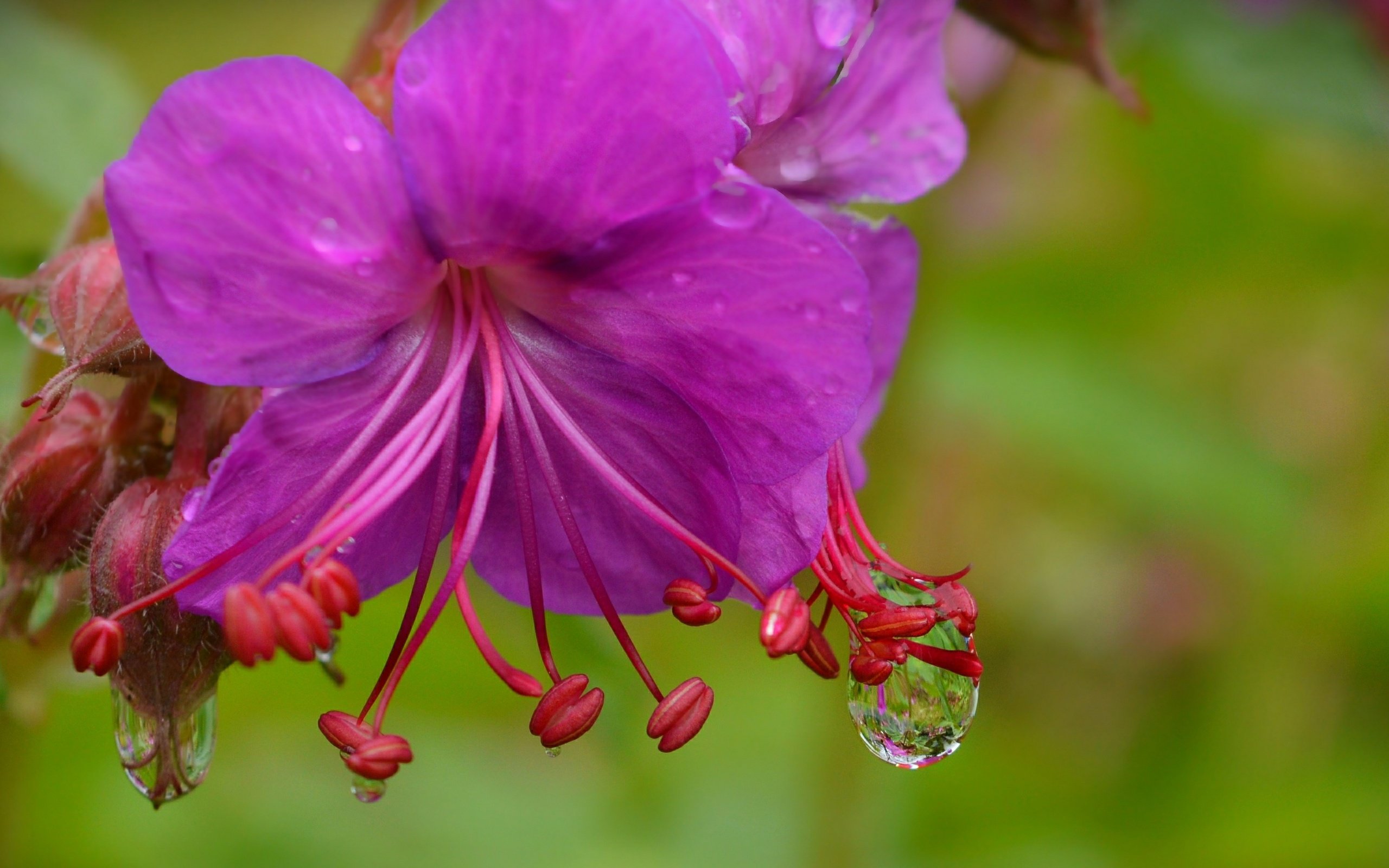 Обои цветы, макро, капли, фиолетовый цветок, герань, flowers, macro, drops, purple flower, geranium разрешение 3000x1864 Загрузить